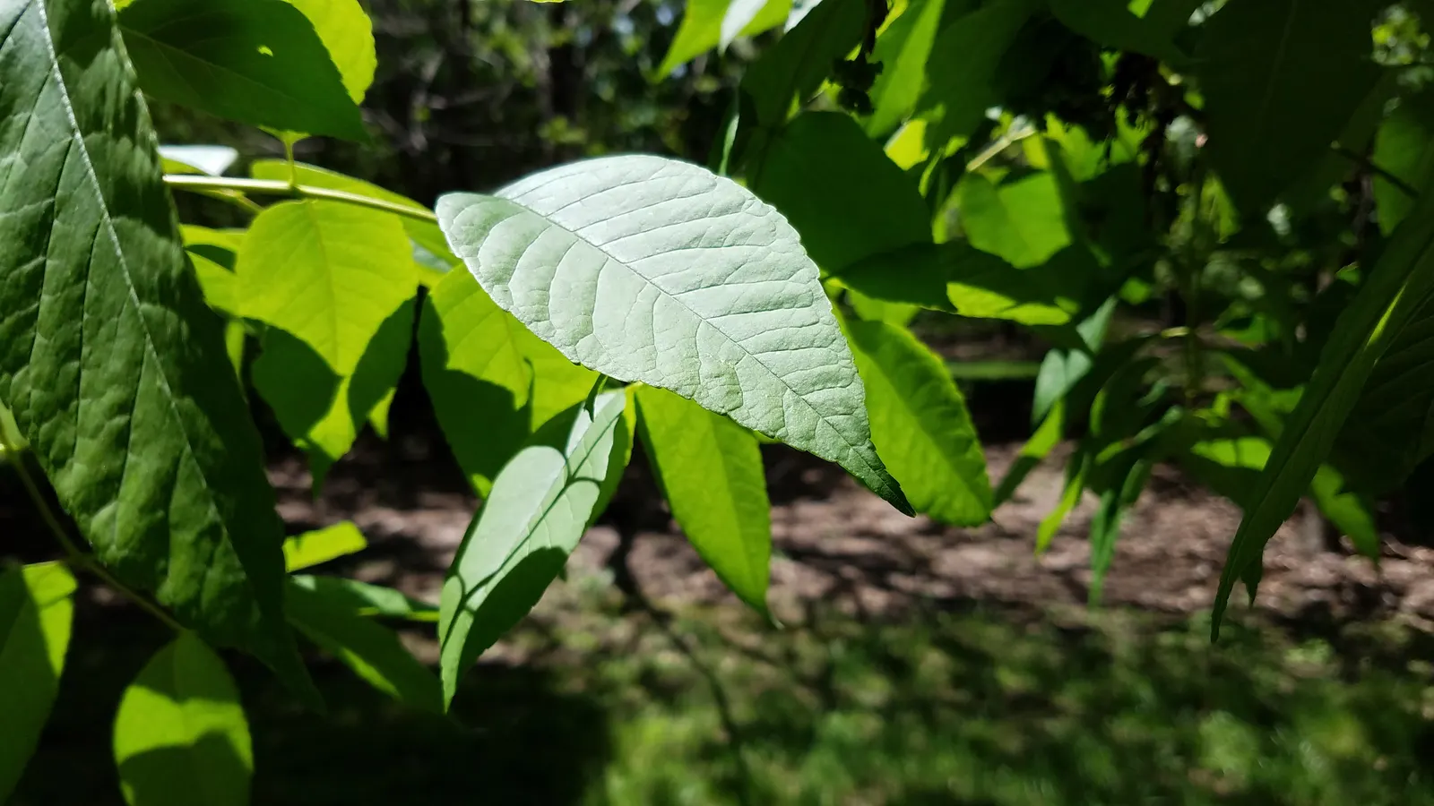 White Ash (Fraxinus Americana) — adequate irrigation is vital to support its development but once established; white Ash is also valued for its strong wood