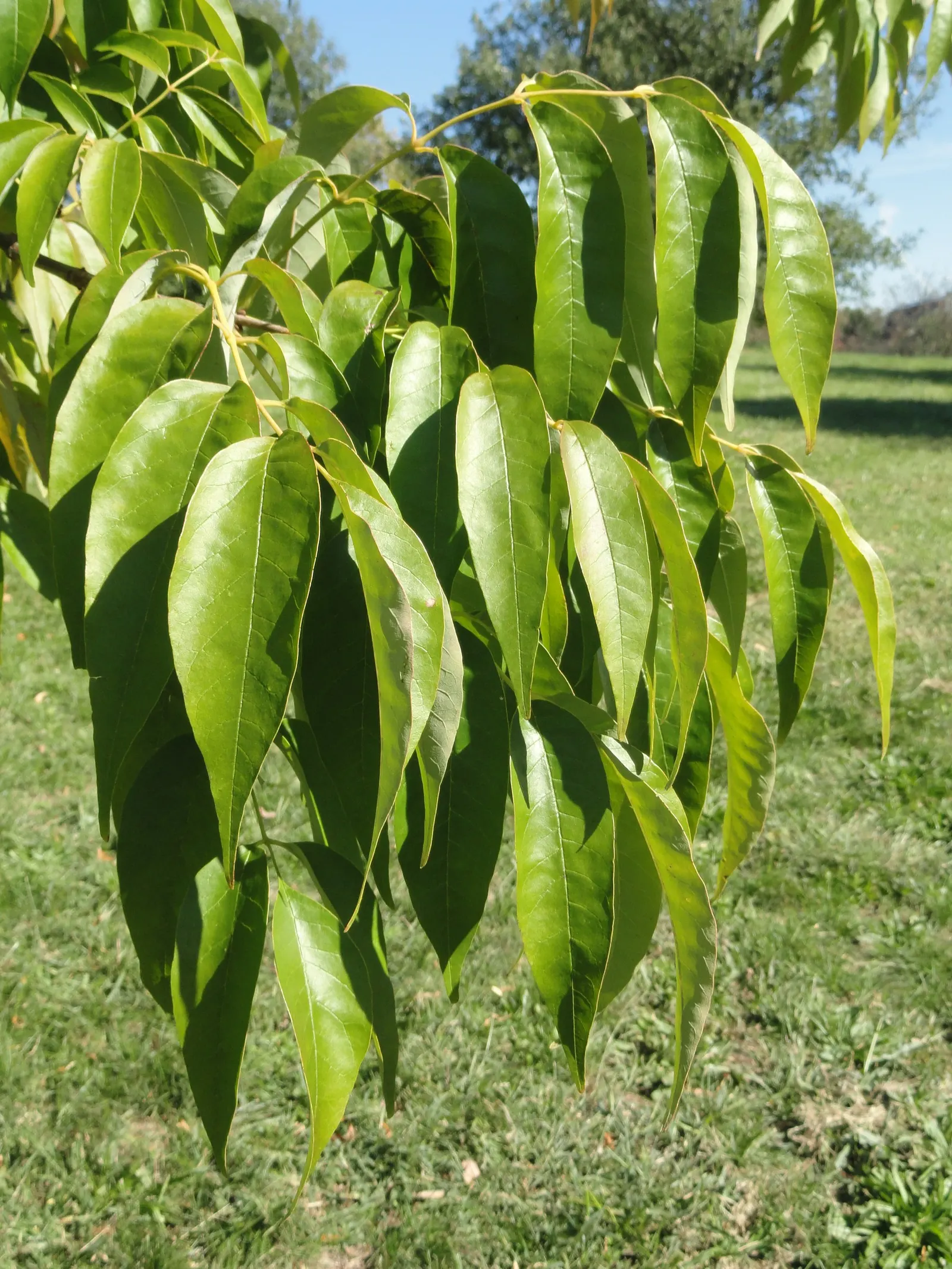 White Ash (Fraxinus Americana) — is a majestic deciduous tree that renders a stately presence in any landscape