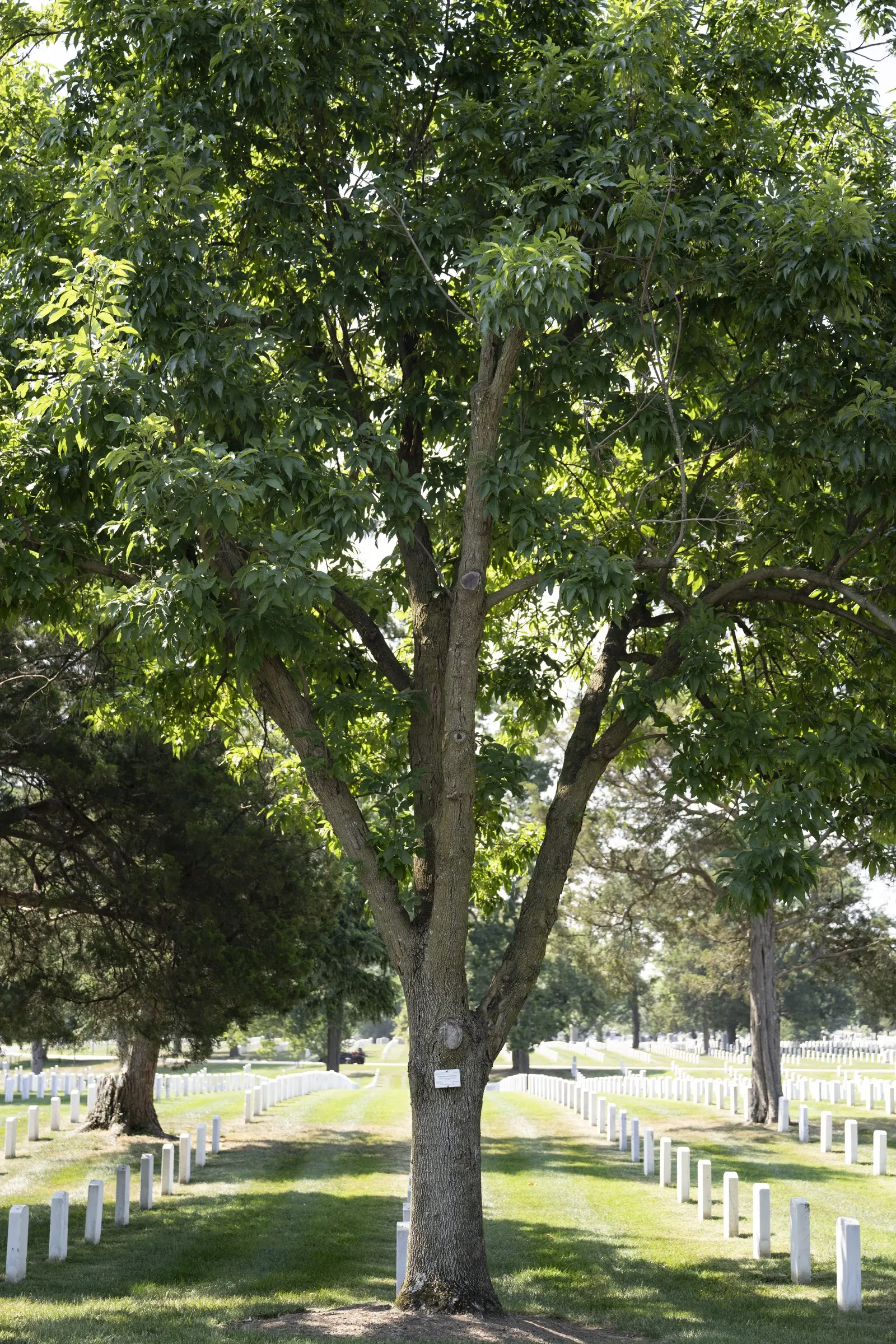 White Ash (Fraxinus Americana) — It is renowned for its strong wood and opposite branching pattern; white Ash is also valued for its strong wood, popular in