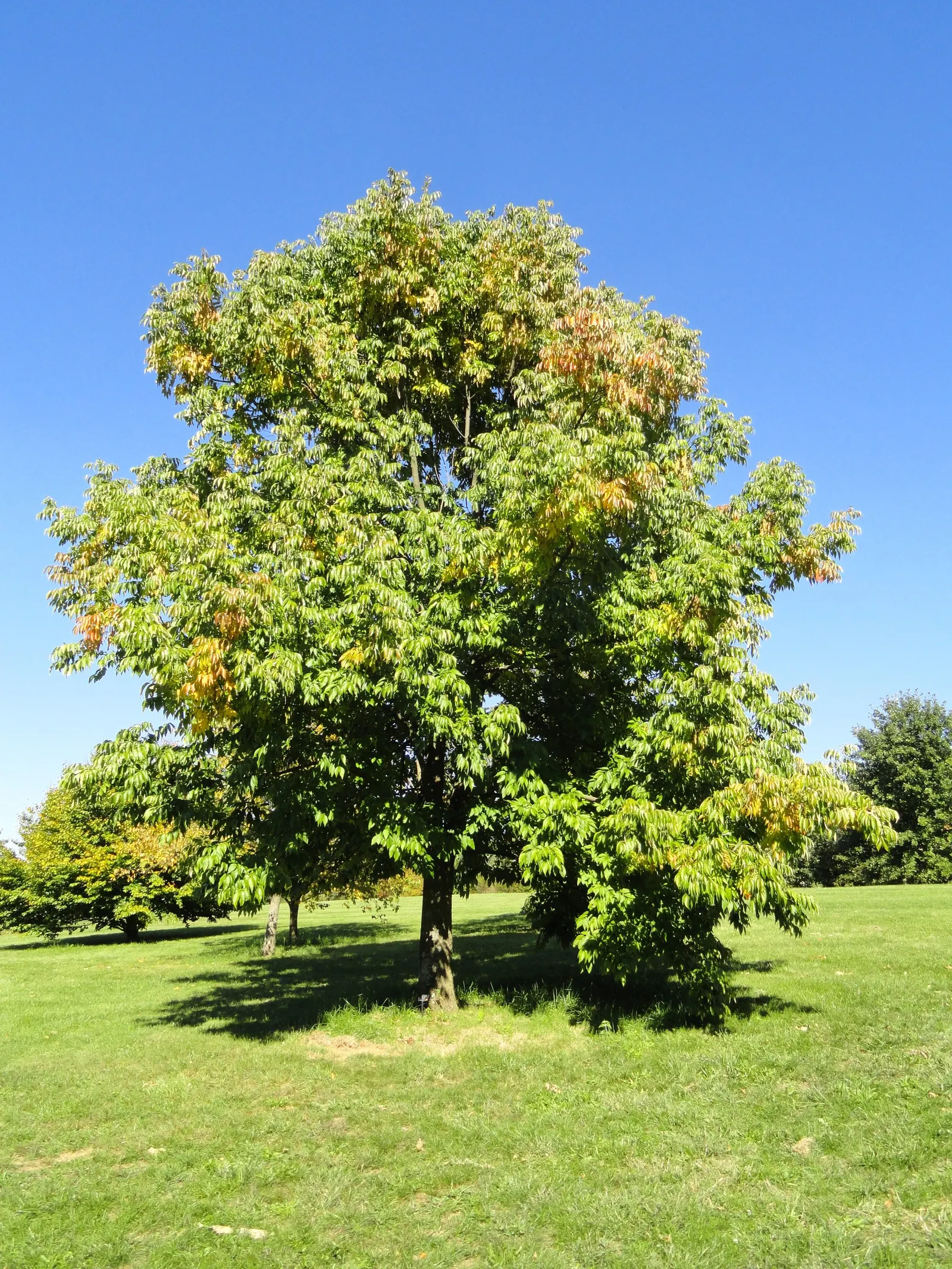 White Ash (Fraxinus Americana) — It is renowned for its strong wood and opposite branching pattern