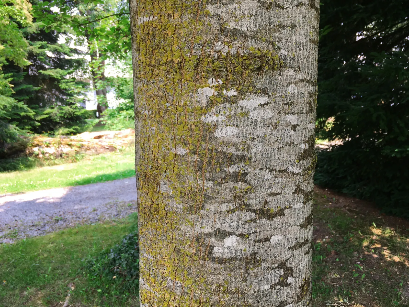 White Ash (Fraxinus Americana) — Caution: vulnerable to the emerald ash borer; white Ash is also valued for its strong wood, popular in furniture-making