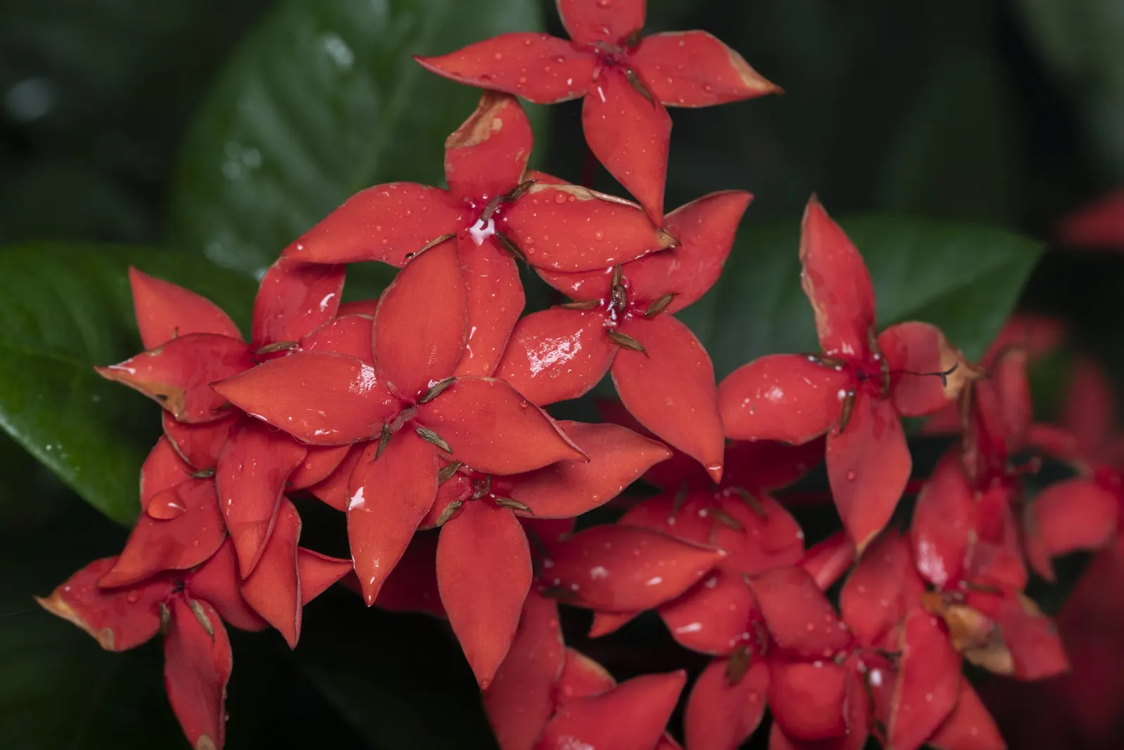 Red Monkey Flower (Mimulus Puniceus) — Originating in the southern regions of California and Mexico