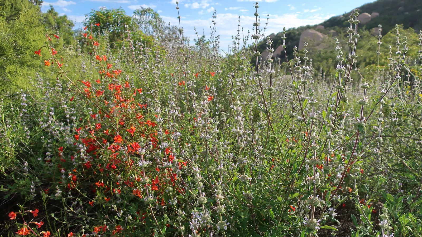Red Monkey Flower (Mimulus Puniceus) — It showcases fiery-red blooms with funnel-like corollas, up to 2 inches long; mimulus puniceus grows best in full sun to