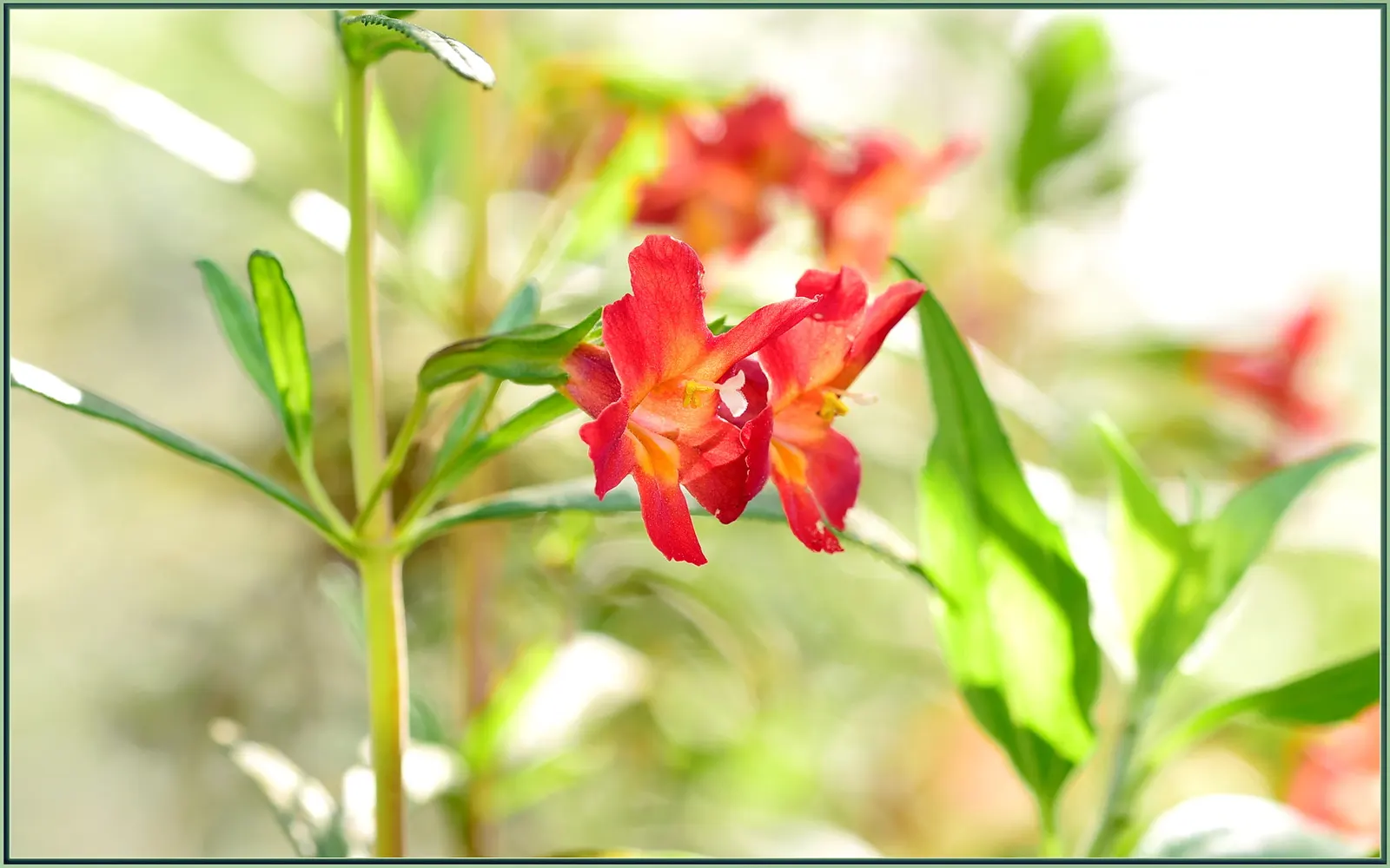 Red Monkey Flower (Mimulus Puniceus) — enhancing its overall biodiversity