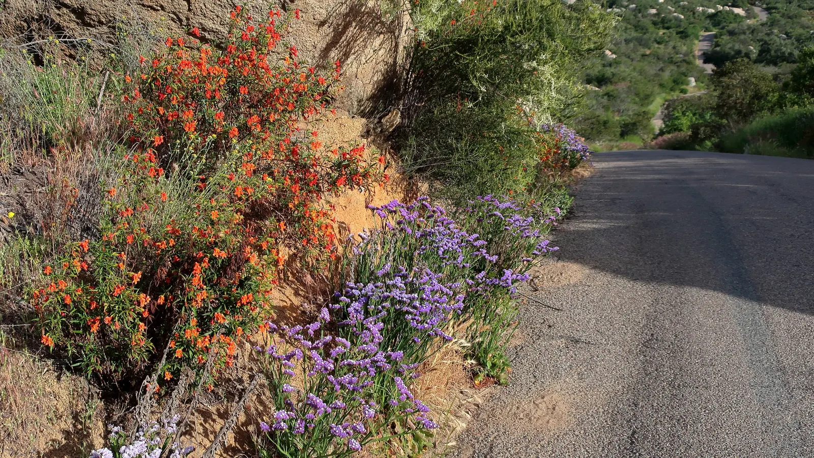 Red Monkey Flower (Mimulus Puniceus) — this perennial will provide seasonal bursts of color and attract hummingbirds and pollinators to the garden