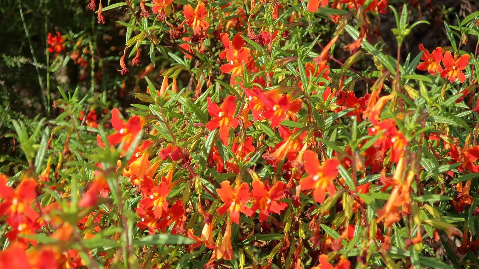 Red Monkey Flower (Mimulus Puniceus) — The Red Monkey Flower (Mimulus puniceus) is a vibrant perennial native to California's wet habitats; this plant