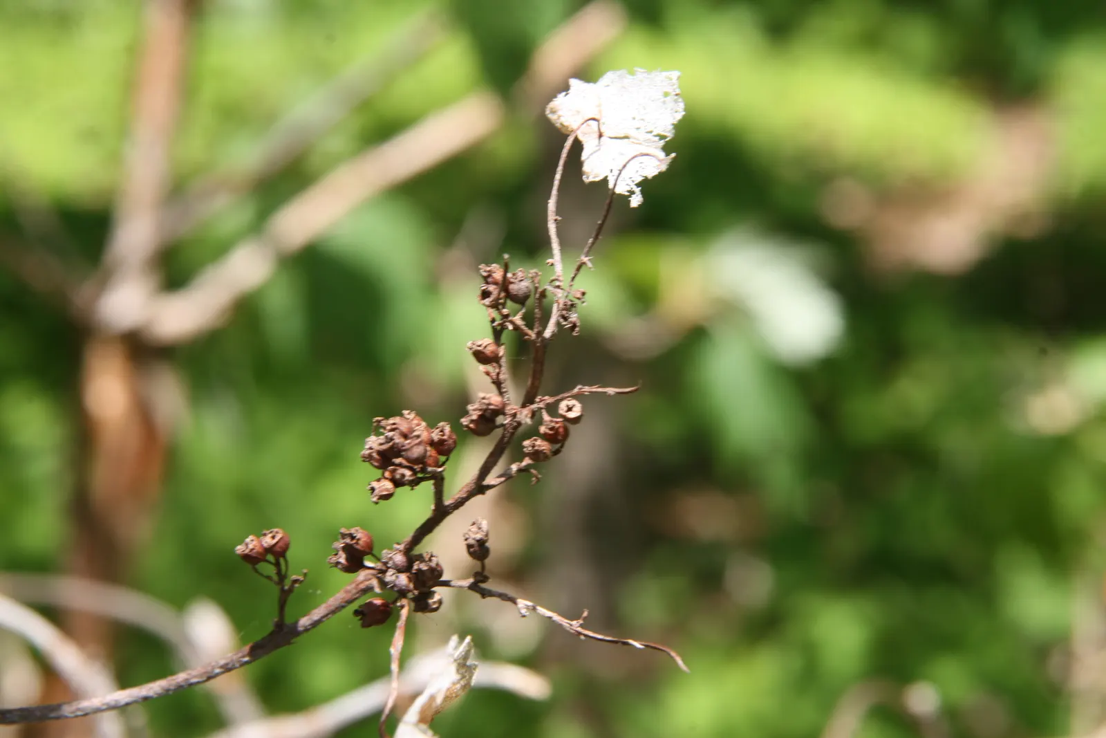 Sikes Dwarf Oak Leaf Hydrangea (Hydrangea Quercifolia 'Sikes Dwarf') — beloved for its small stature