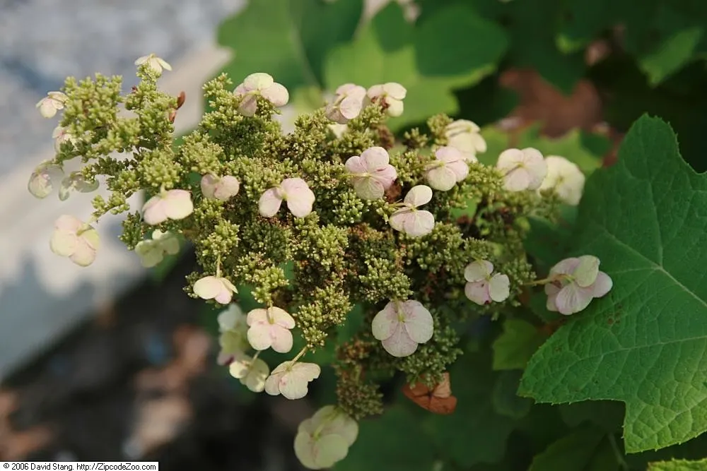 Sikes Dwarf Oak Leaf Hydrangea (Hydrangea Quercifolia 'Sikes Dwarf') — the foliage provides a lush