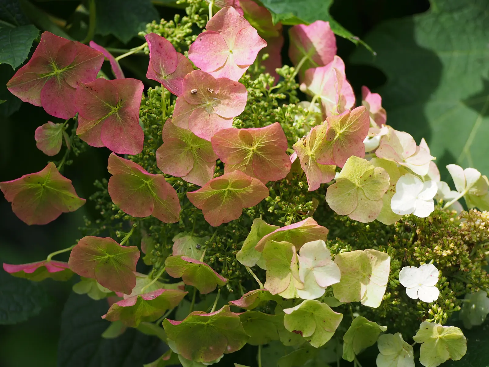 Sikes Dwarf Oak Leaf Hydrangea (Hydrangea Quercifolia 'Sikes Dwarf') — making it perfect for borders or small gardens