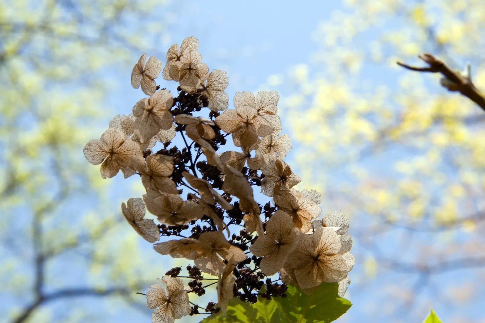 Sikes Dwarf Oak Leaf Hydrangea (Hydrangea Quercifolia 'Sikes Dwarf') — coarse texture that transitions from a vibrant green in the growing season to stunning