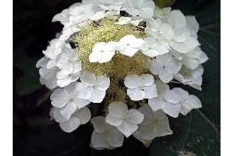 Sikes Dwarf Oak Leaf Hydrangea (Hydrangea Quercifolia 'Sikes Dwarf') — This cultivar is a scaled-down version of the native Oakleaf Hydrangea