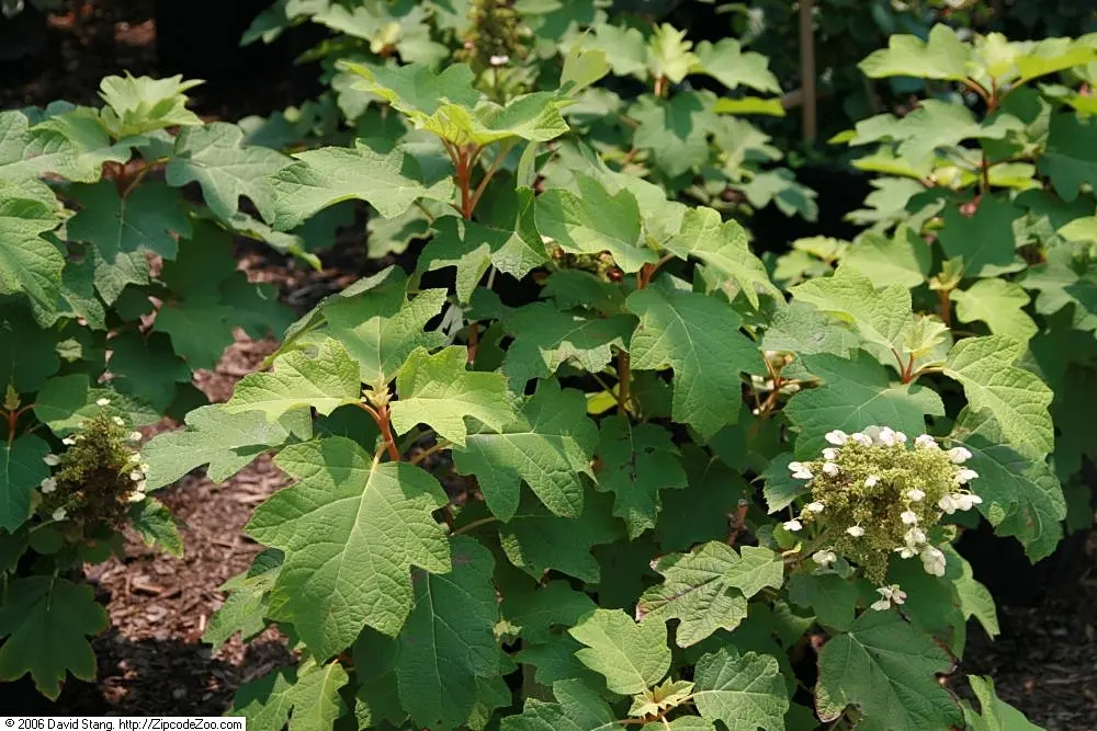 Sikes Dwarf Oak Leaf Hydrangea (Hydrangea Quercifolia 'Sikes Dwarf') — making it suitable for urban landscapes or as an understory plant.<br><br>Featuring