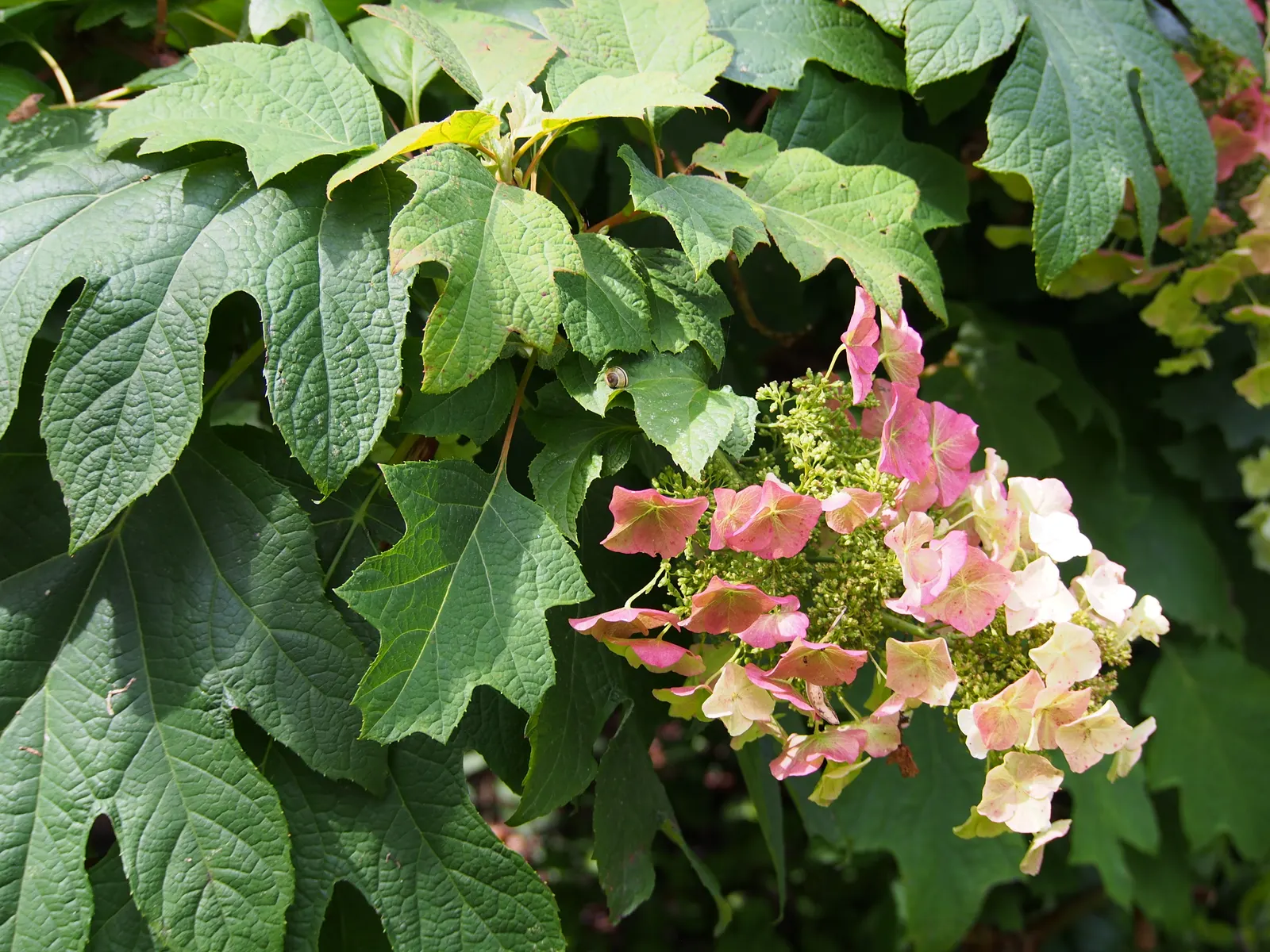 Sikes Dwarf Oak Leaf Hydrangea (Hydrangea Quercifolia 'Sikes Dwarf') — It offers rich fall foliage in shades of red or purple