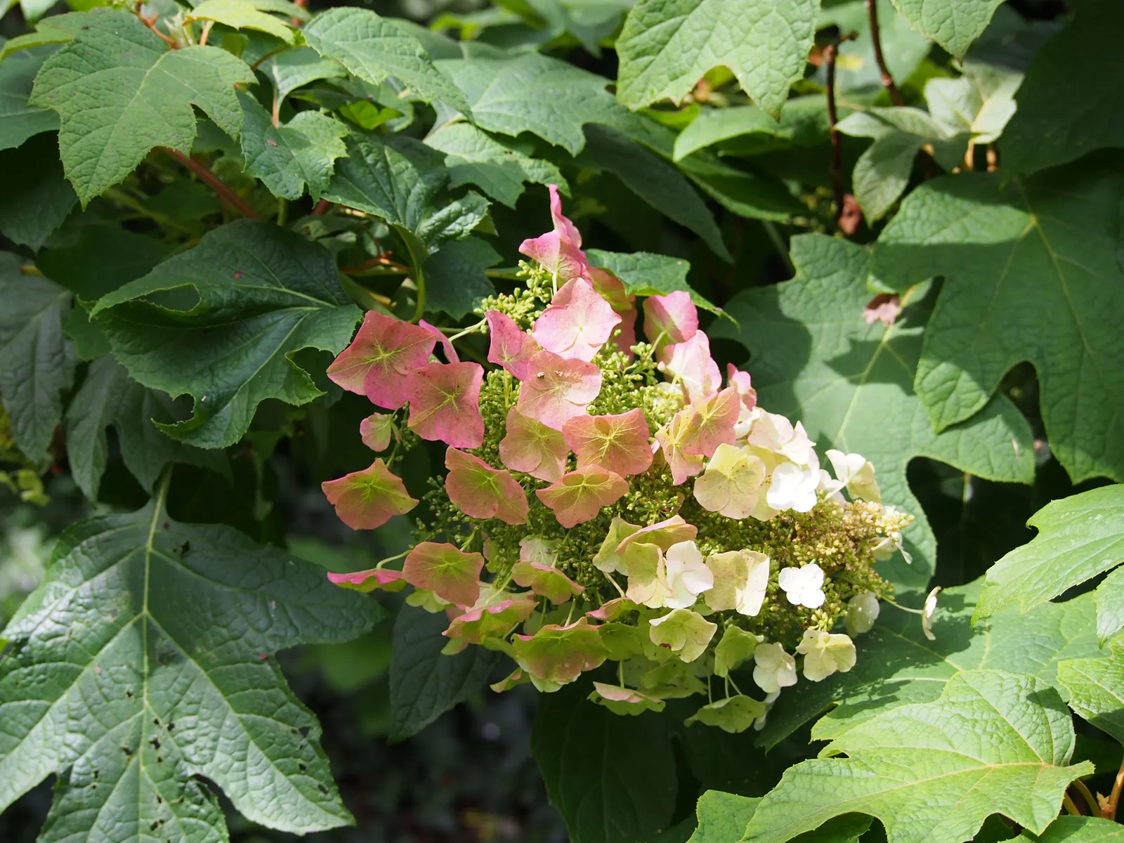 Sikes Dwarf Oak Leaf Hydrangea (Hydrangea Quercifolia 'Sikes Dwarf') — commonly referred to as Sikes Dwarf Oakleaf Hydrangea