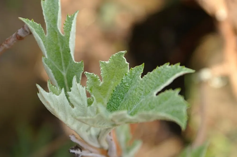 Sikes Dwarf Oak Leaf Hydrangea (Hydrangea Quercifolia 'Sikes Dwarf') — The Hydrangea quercifolia 'Sikes Dwarf' is a compact deciduous shrub