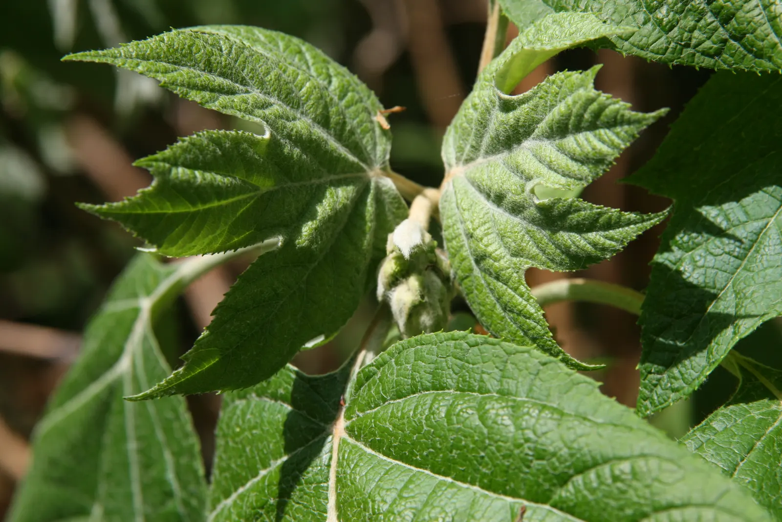 Sikes Dwarf Oak Leaf Hydrangea (Hydrangea Quercifolia 'Sikes Dwarf') — reaching 3-4 feet tall and wide