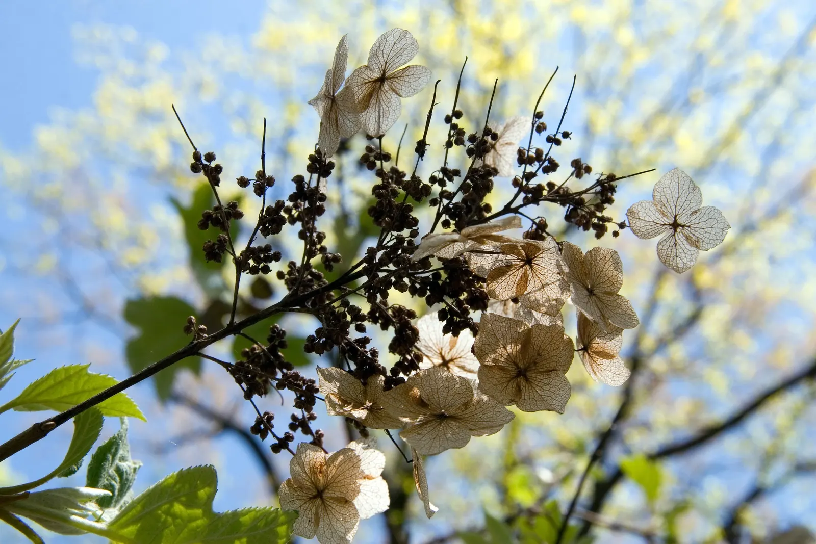 Sikes Dwarf Oak Leaf Hydrangea (Hydrangea Quercifolia 'Sikes Dwarf') — reaching a modest size of about 3 to 4 feet in height and a spread of 3 to 4 feet