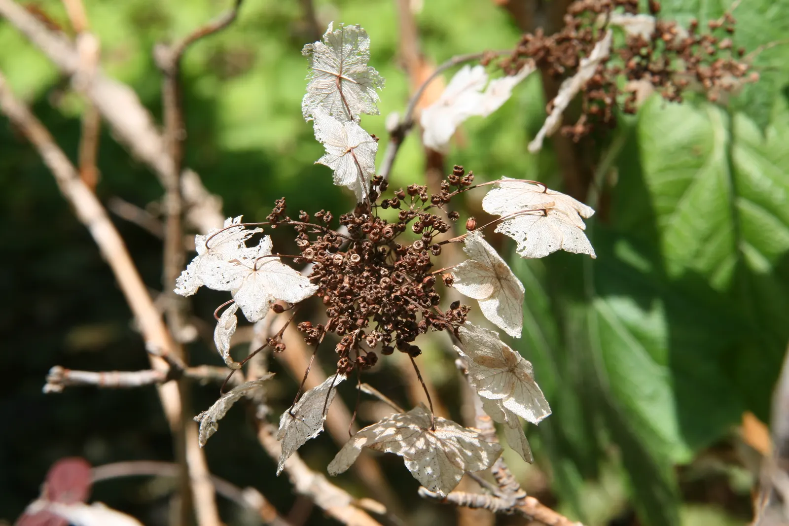 Sikes Dwarf Oak Leaf Hydrangea (Hydrangea Quercifolia 'Sikes Dwarf') — It showcases oak-like leaves and large, conical white flower panicles in summer, which