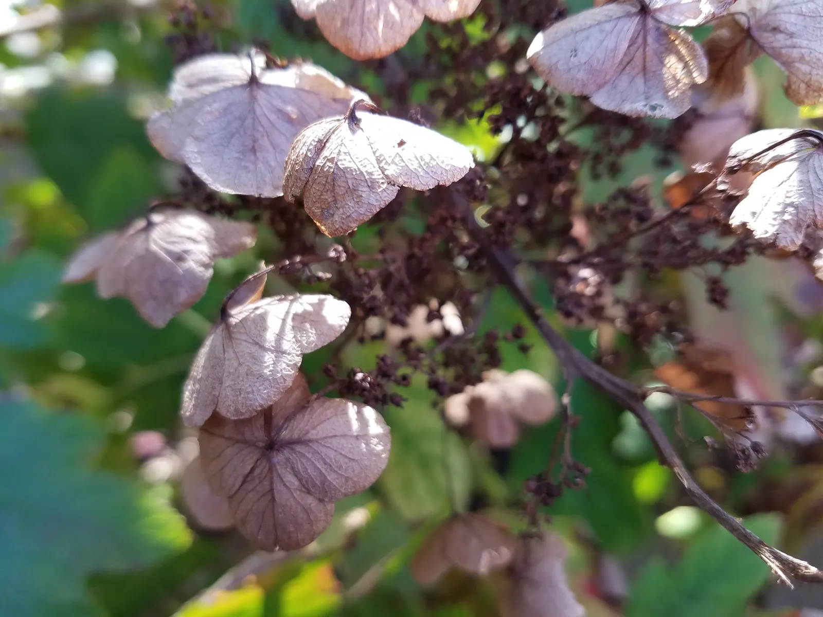 Sikes Dwarf Oak Leaf Hydrangea (Hydrangea Quercifolia 'Sikes Dwarf') — This dwarf hydrangea thrives in partial shade and well-drained soil