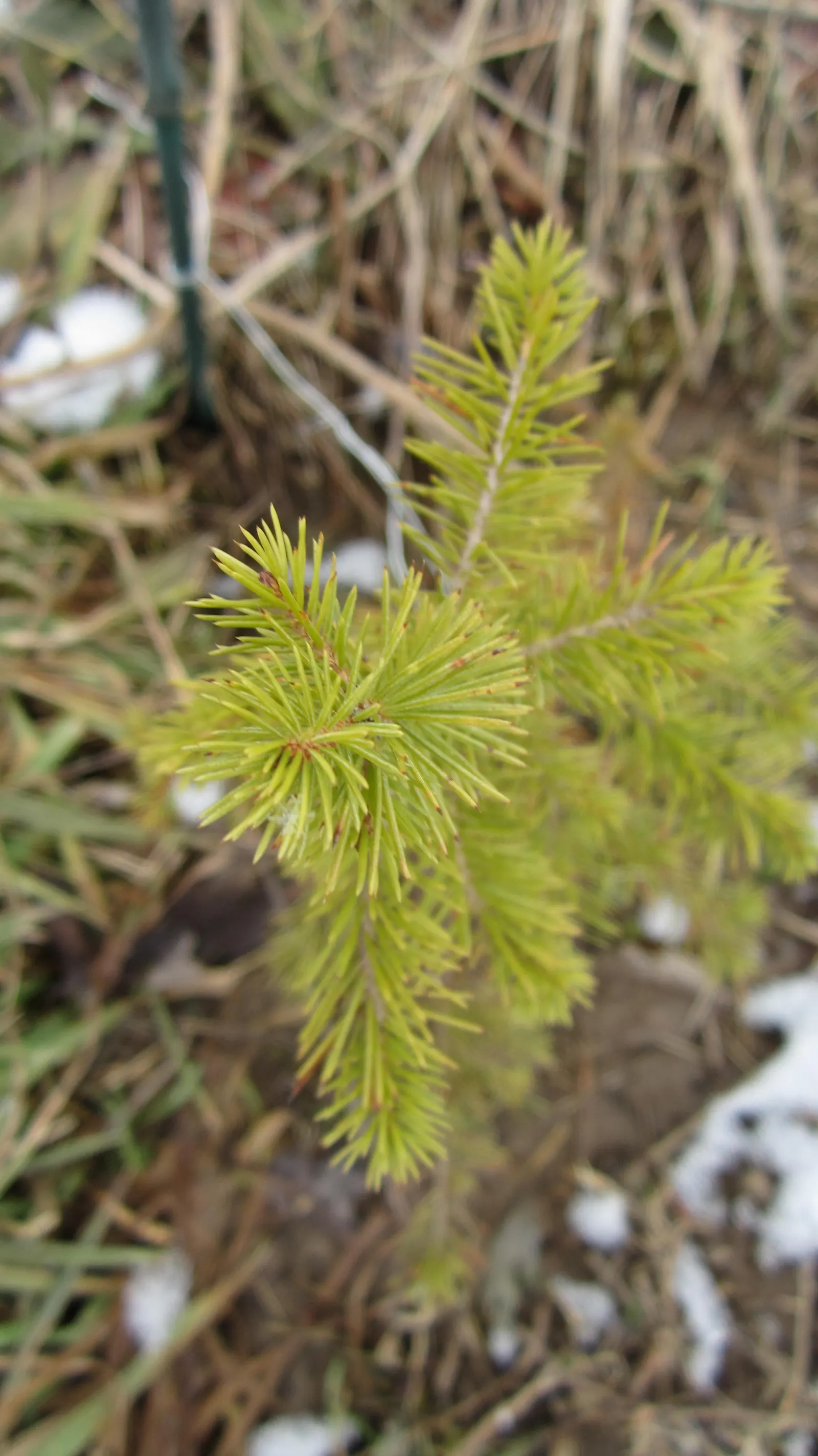 Dwarf Norway Spruce (Picea Abies 'Pumila') — consider using it as a specimen plant; where it can lend a formal elegance to patios or entryways