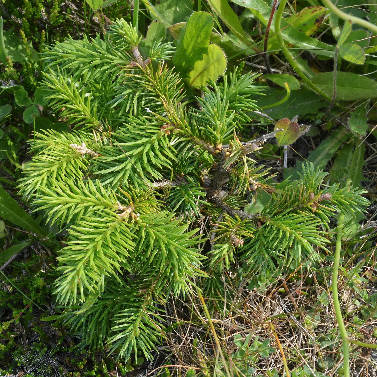 Dwarf Norway Spruce (Picea Abies 'Pumila') — It reaches up to 3-4 feet in height and width at maturity, making it ideal for small gardens