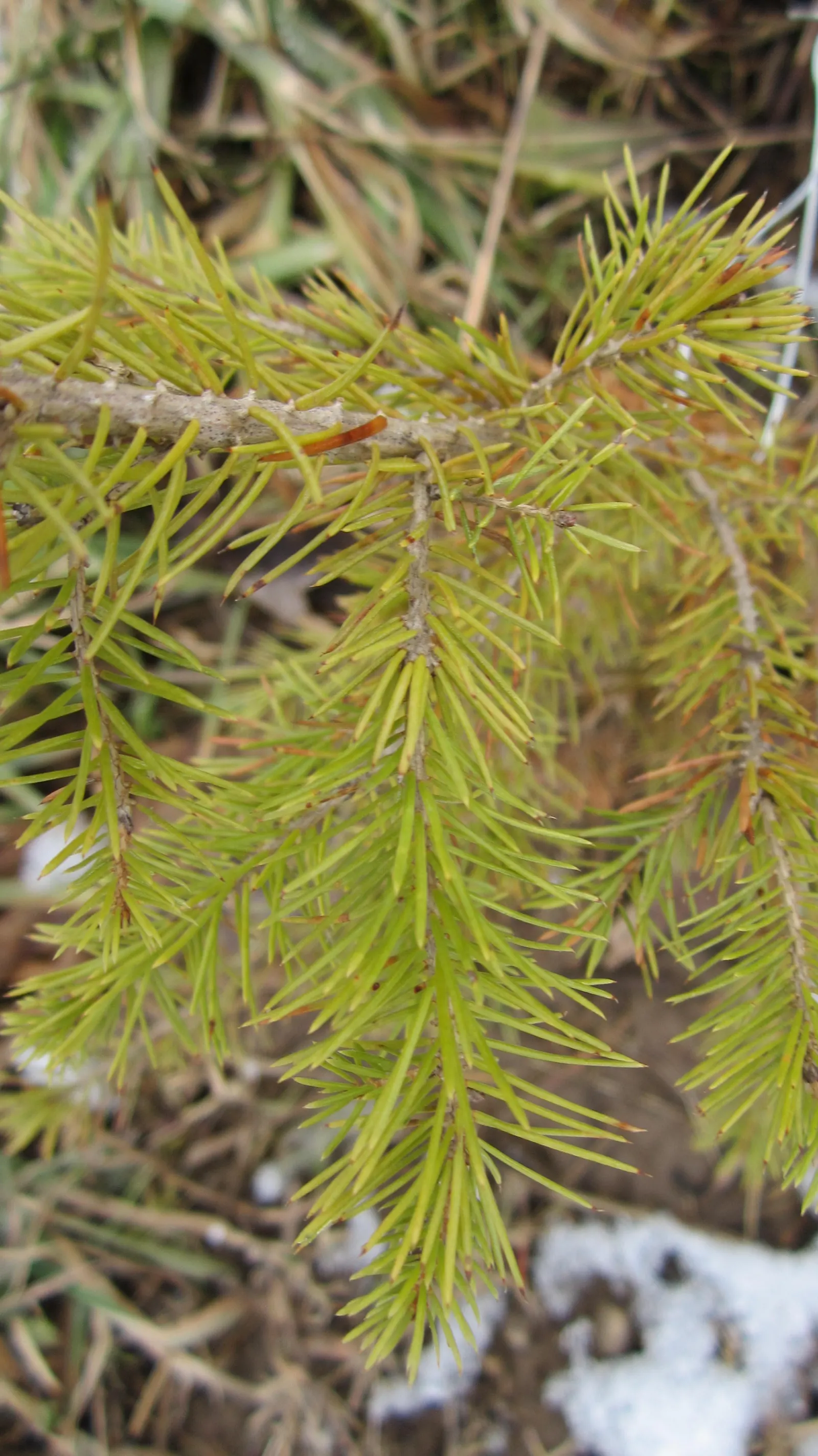 Dwarf Norway Spruce (Picea Abies 'Pumila') — it requires full sun and well-drained soil; is a compact evergreen conifer with a symmetrical