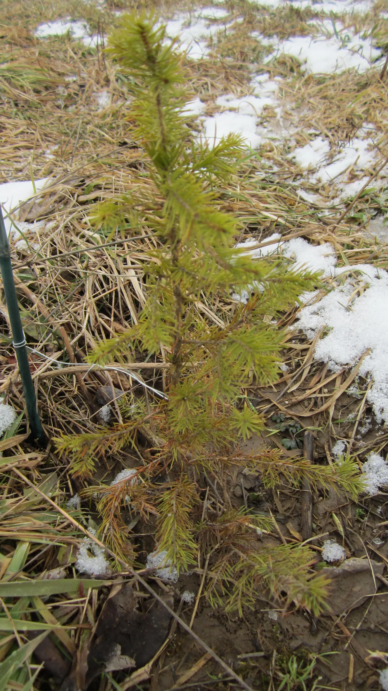 Dwarf Norway Spruce (Picea Abies 'Pumila') — Its adaptability also makes it suitable for containers