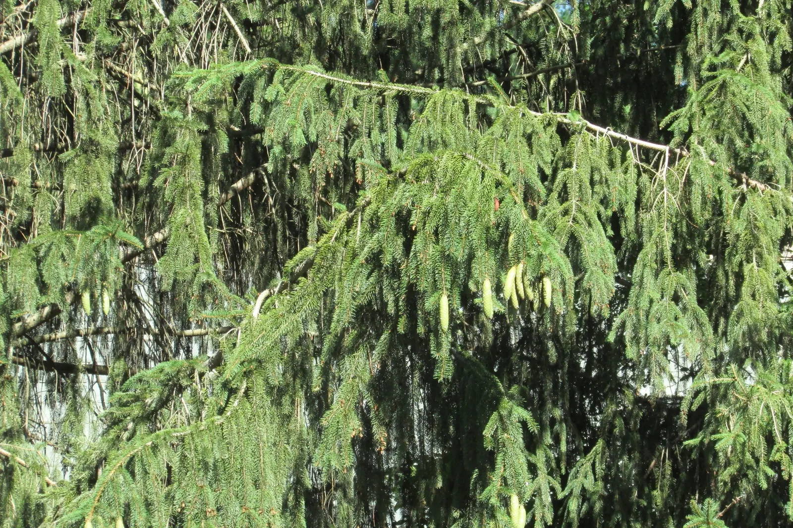 Dwarf Norway Spruce (Picea Abies 'Pumila') — slightly flattened top that exudes hardiness and year-round interest; offering low-maintenance appeal, image 56