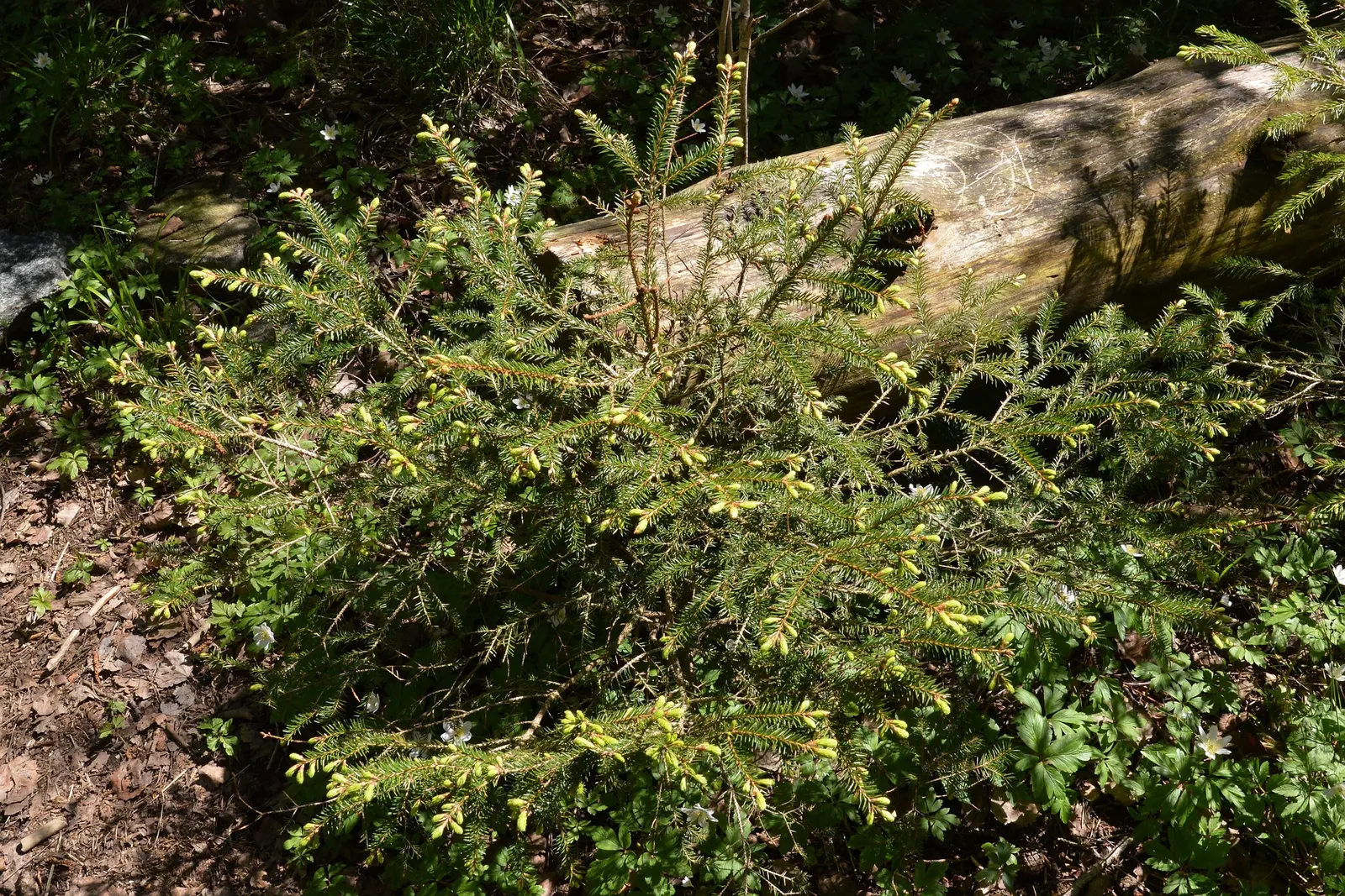 Dwarf Norway Spruce (Picea Abies 'Pumila') — its compact form requires minimal maintenance; the needles measure about 0.5 to 1 inch in length and are arranged