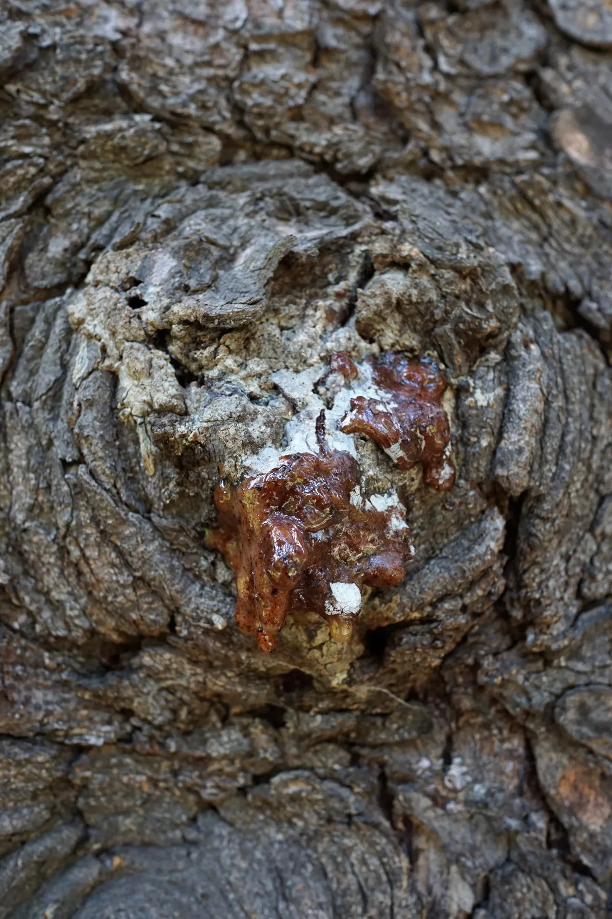 Dwarf Norway Spruce (Picea Abies 'Pumila') — scientifically named Picea abies 'Pumila'