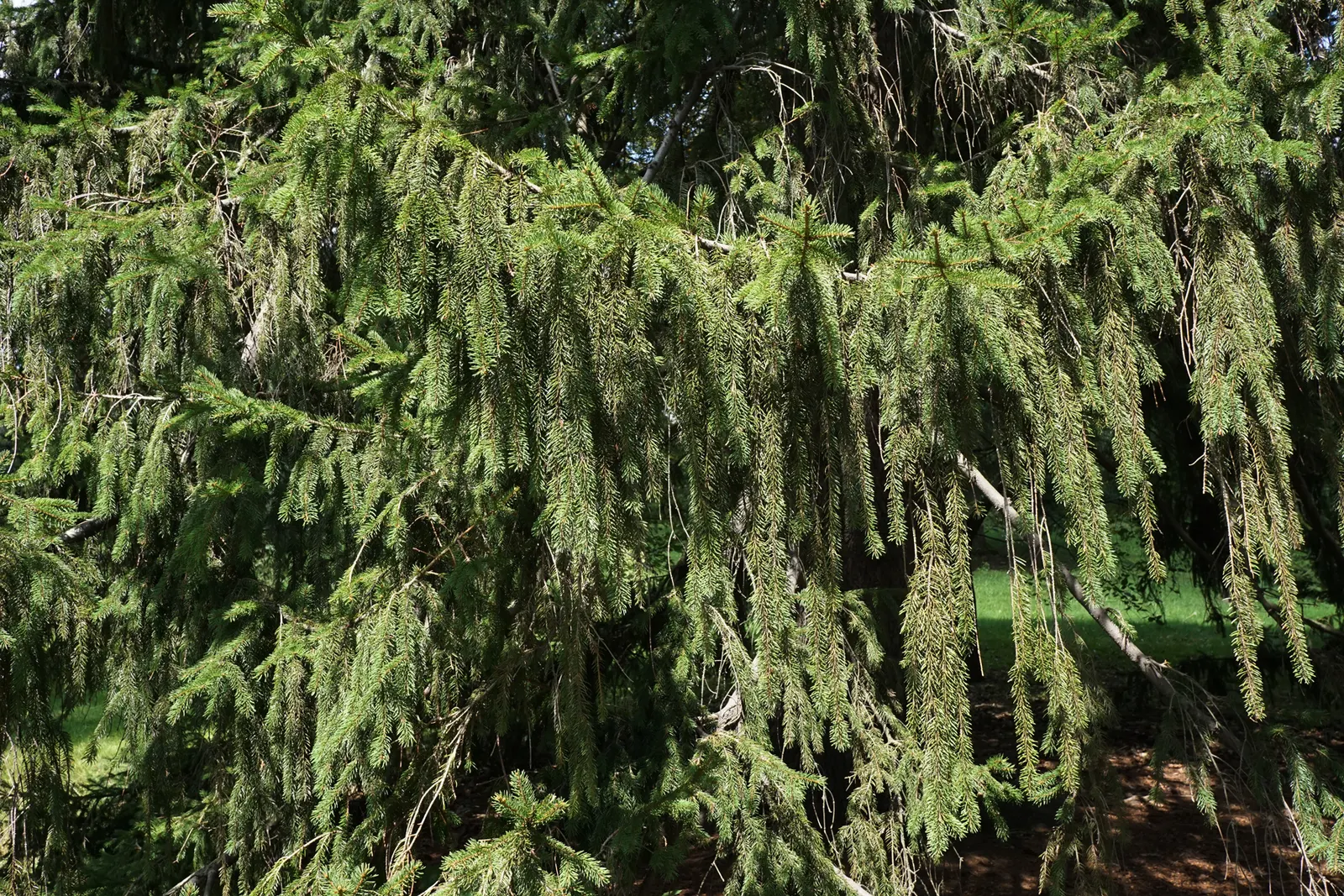Dwarf Norway Spruce (Picea Abies 'Pumila') — it requires full sun and well-drained soil