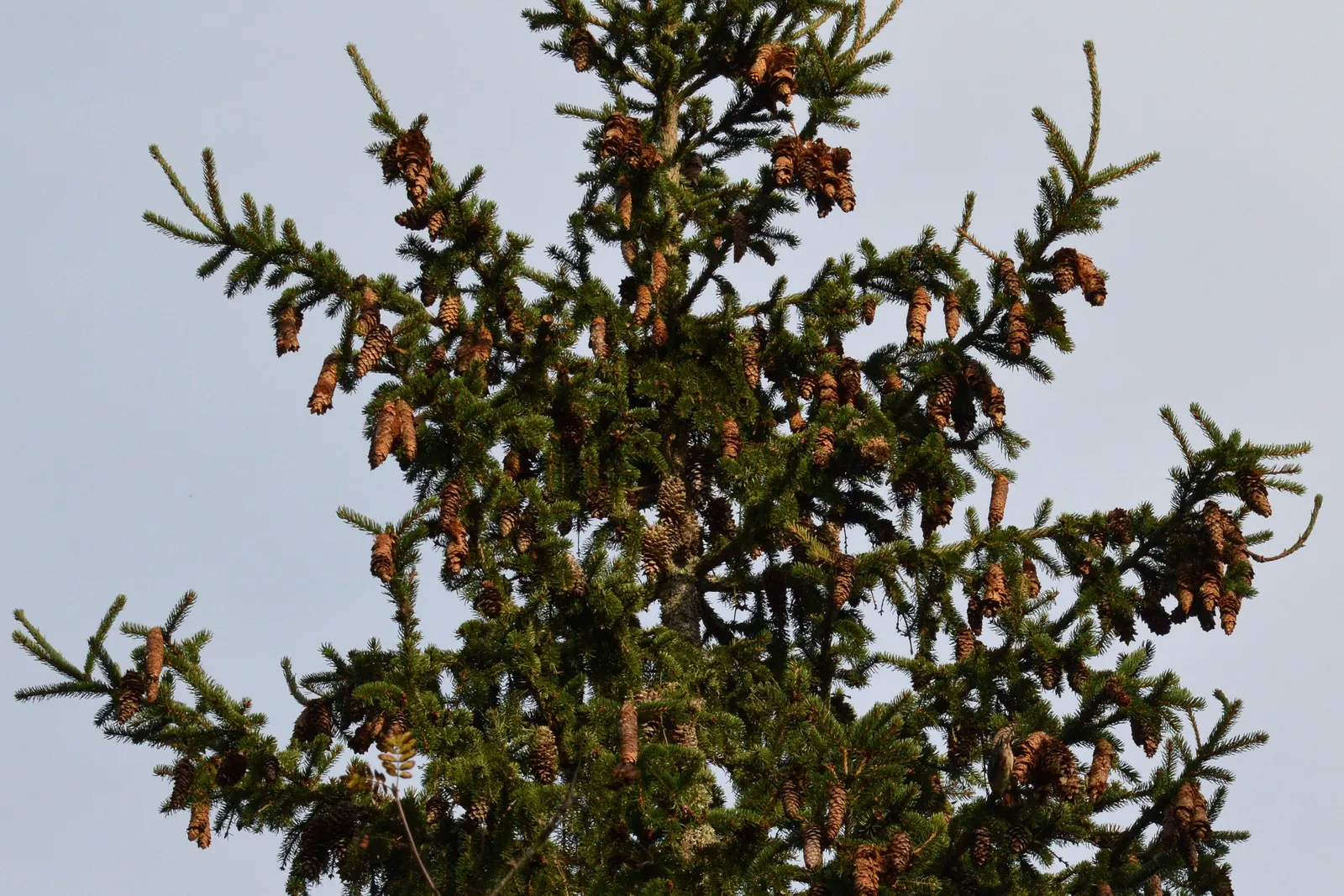 Dwarf Norway Spruce (Picea Abies 'Pumila') — Its adaptability also makes it suitable for containers; dwarf conifer features rich