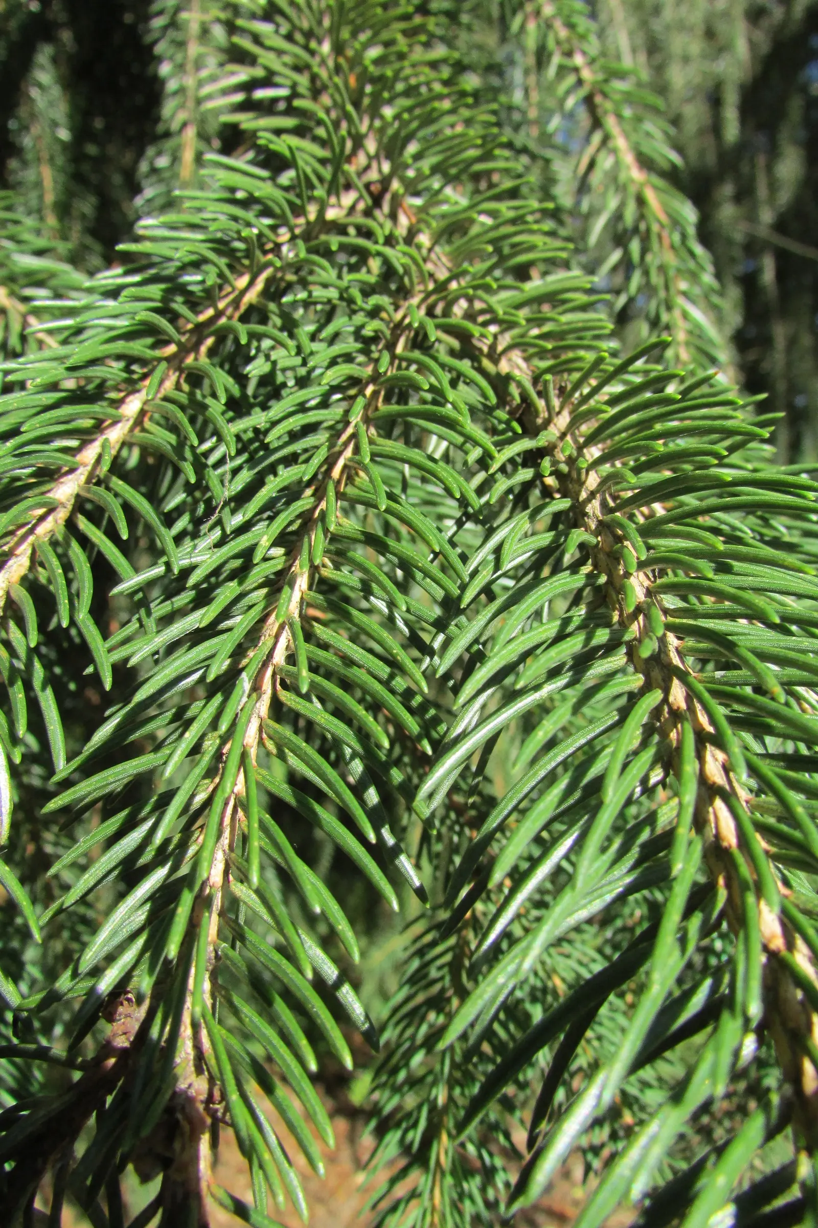 Dwarf Norway Spruce (Picea Abies 'Pumila') — slow-growing evergreen with a rounded; particularly during prolonged dry spells