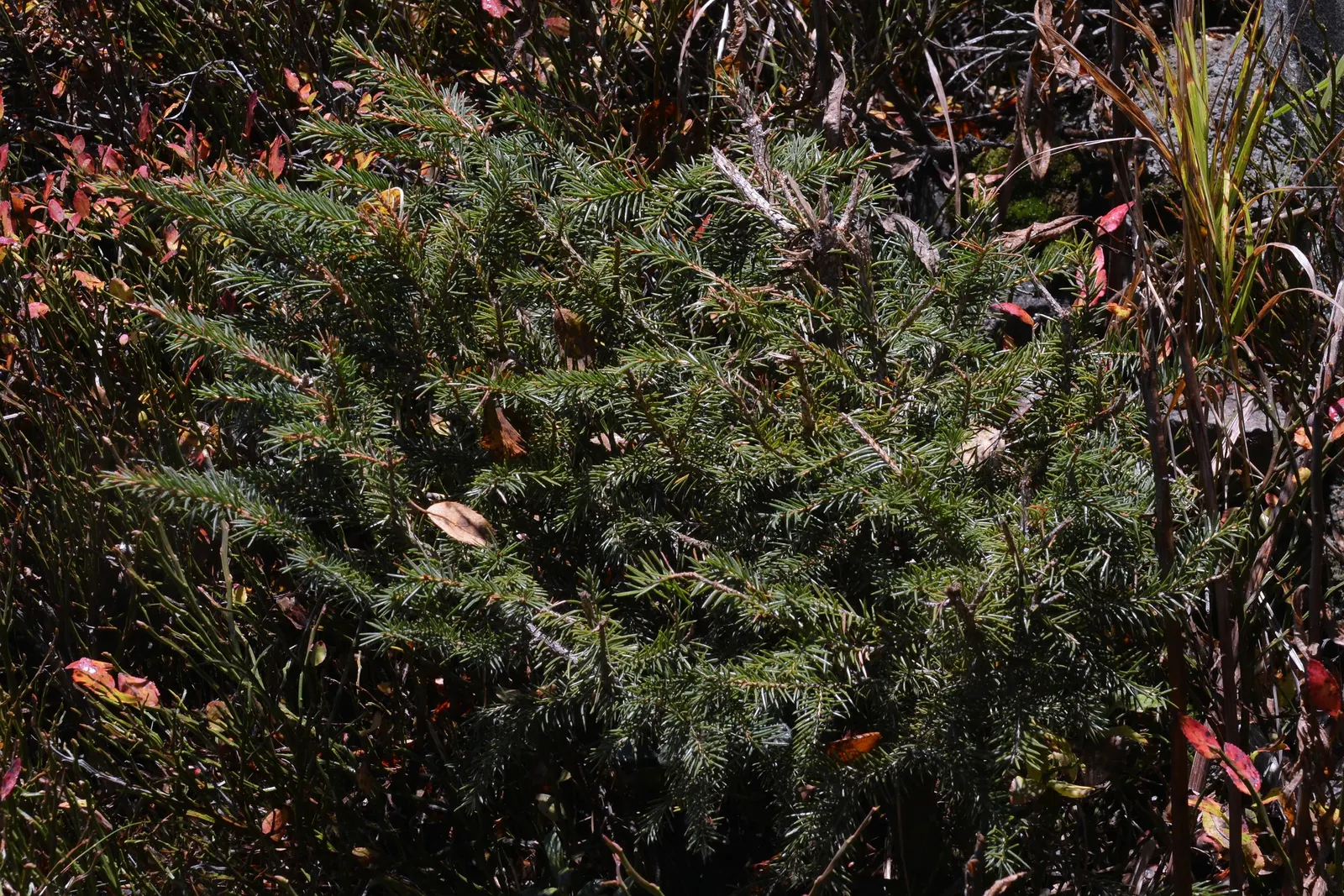Dwarf Norway Spruce (Picea Abies 'Pumila') — It reaches up to 3-4 feet in height and width at maturity, making it ideal for small gardens; dark green needles
