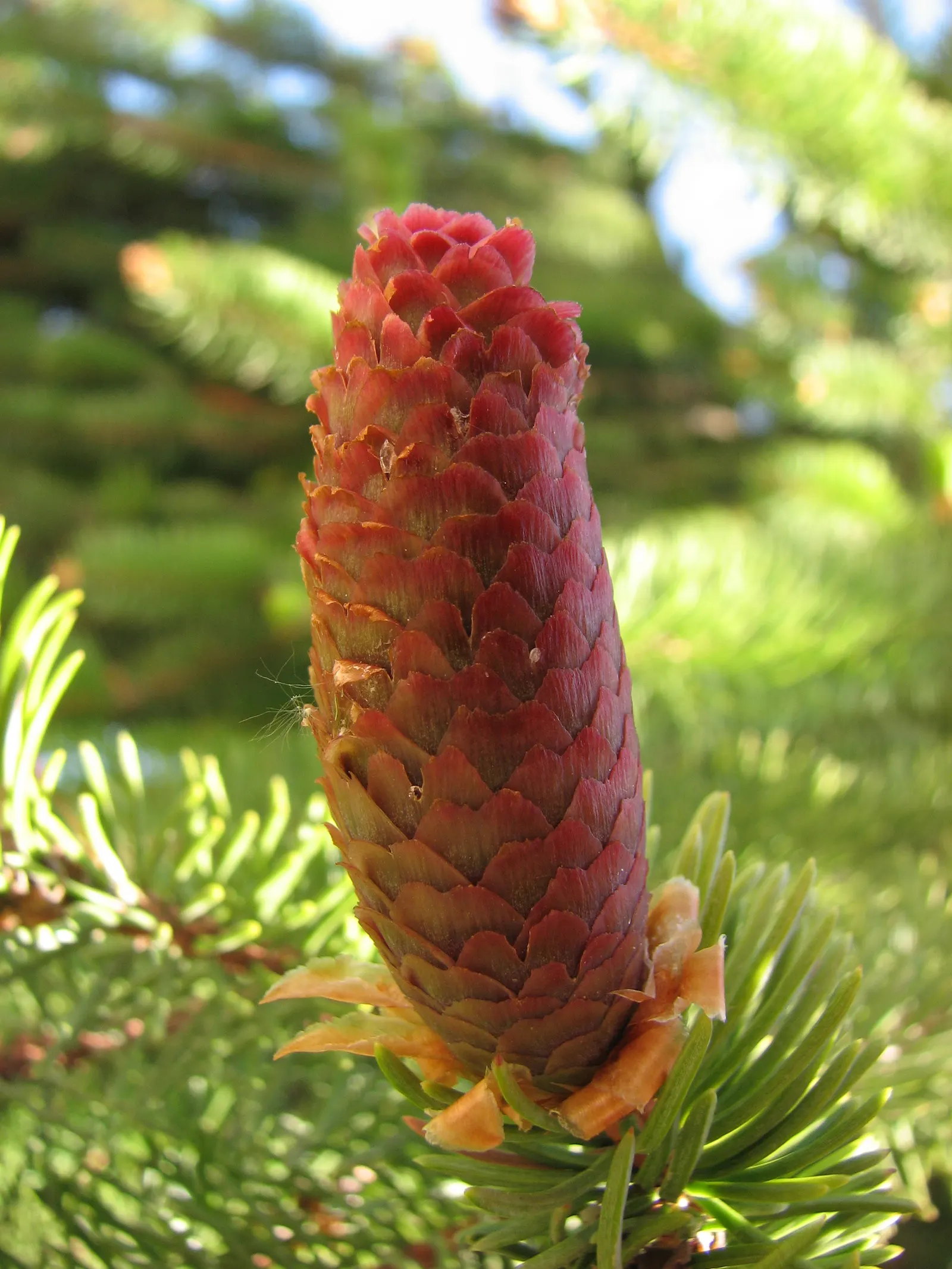 Dwarf Norway Spruce (Picea Abies 'Pumila') — slow-growing evergreen with a rounded; particularly during prolonged dry spells, image 55