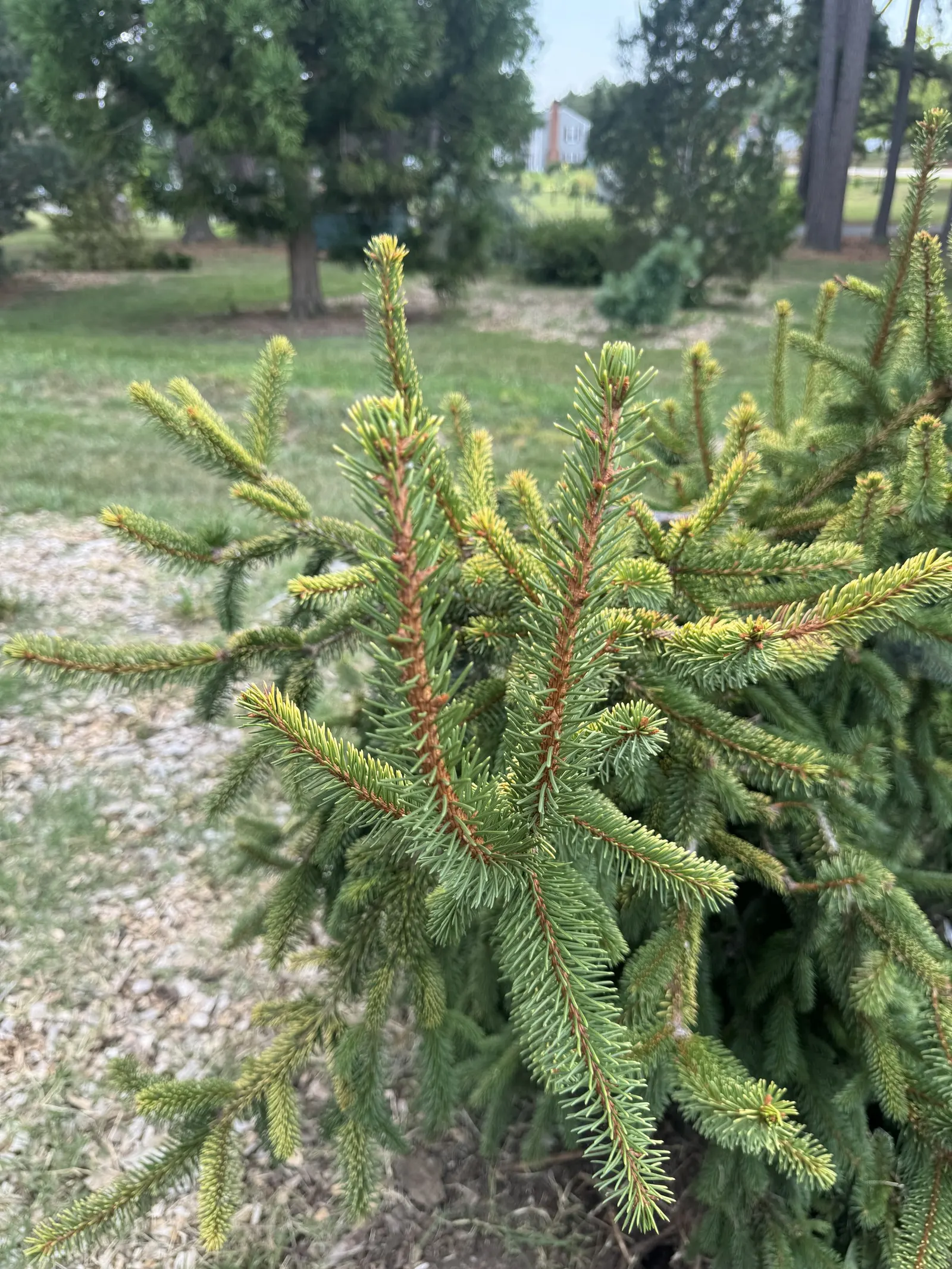 Dwarf Norway Spruce (Picea Abies 'Pumila') — dark green needles that retain their color through all seasons; it reaches up to 3-4 feet in height and width at