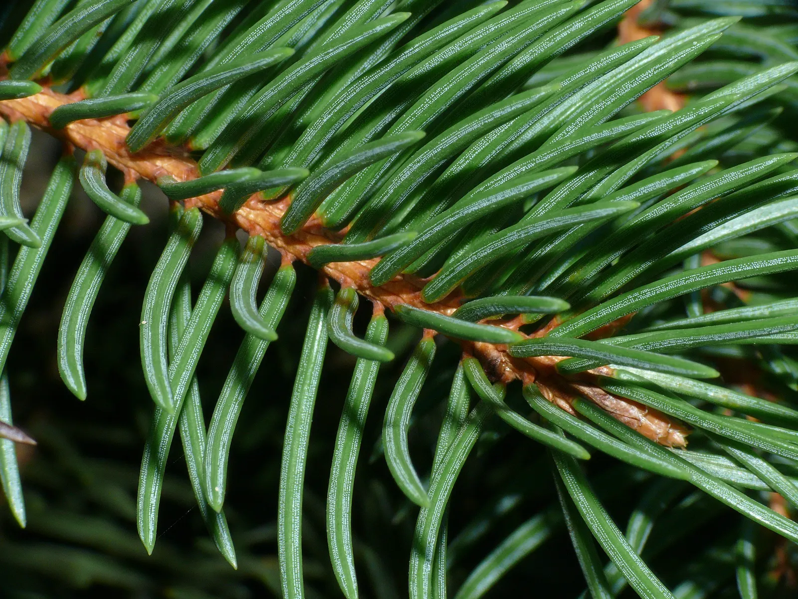 Dwarf Norway Spruce (Picea Abies 'Pumila') — to keep it thriving and to ensure your client enjoys this delightful evergreen accent for years to come; hardy in