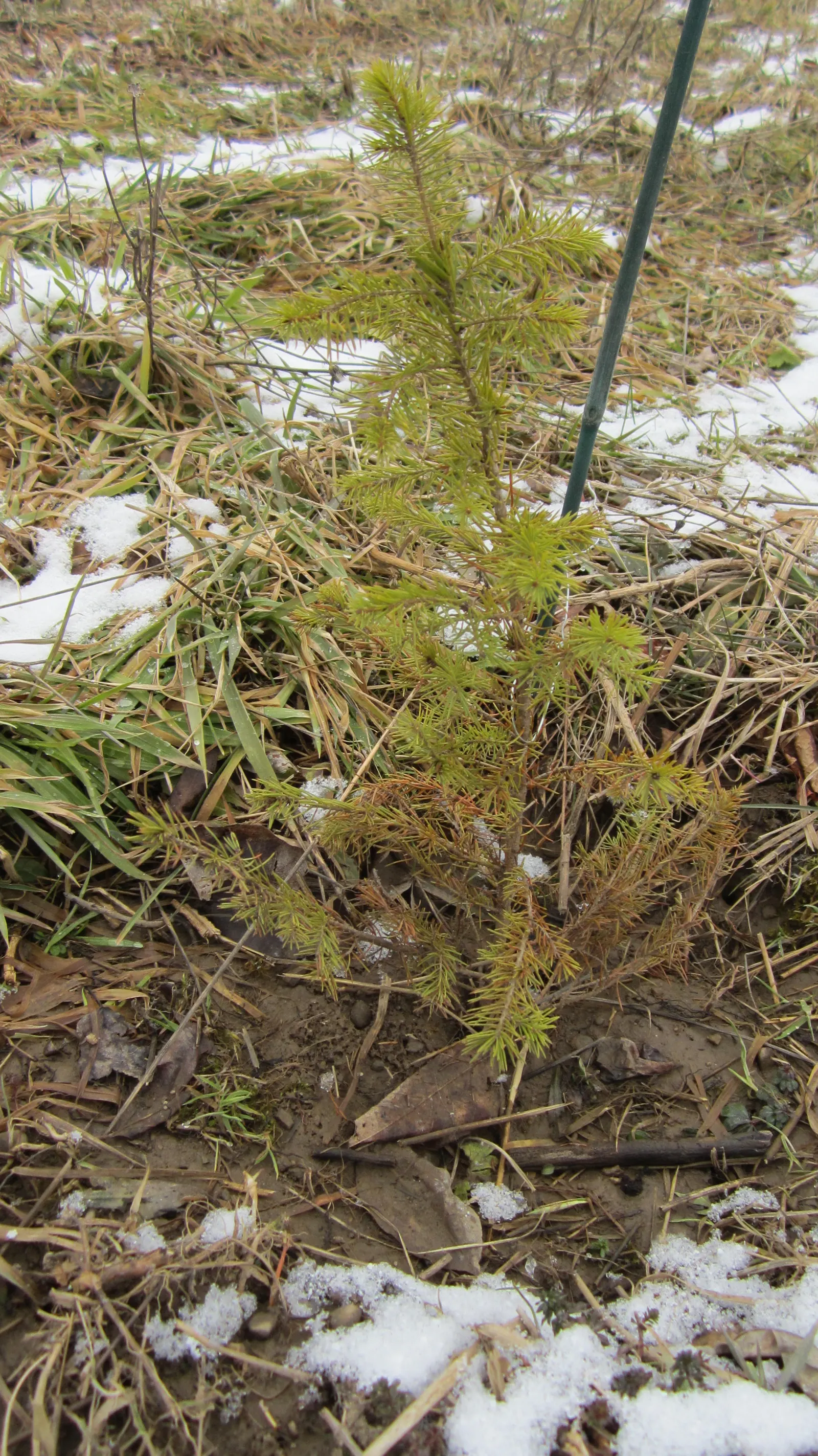 Dwarf Norway Spruce (Picea Abies 'Pumila') — or as part of a conifer collection; its dense foliage, composed of short, dark green needles, provides year-round