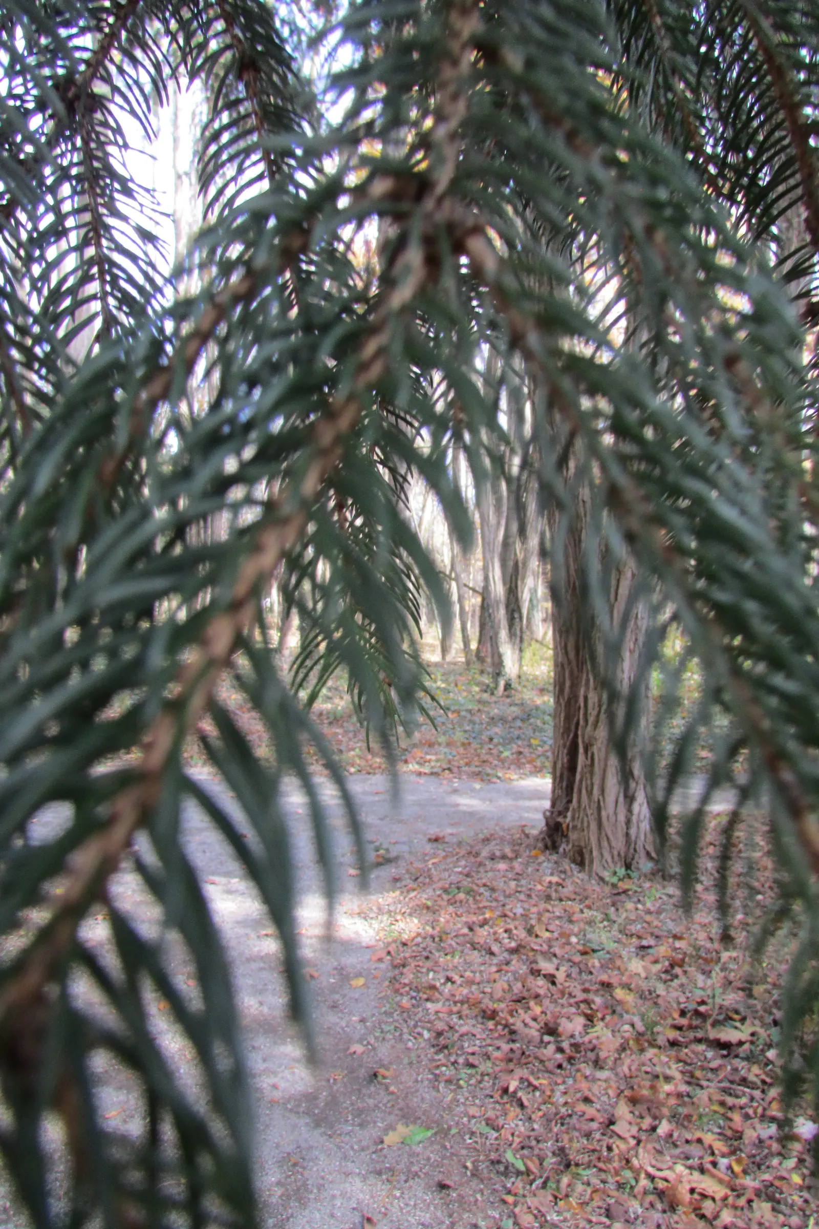 Dwarf Norway Spruce (Picea Abies 'Pumila') — or as part of a conifer collection