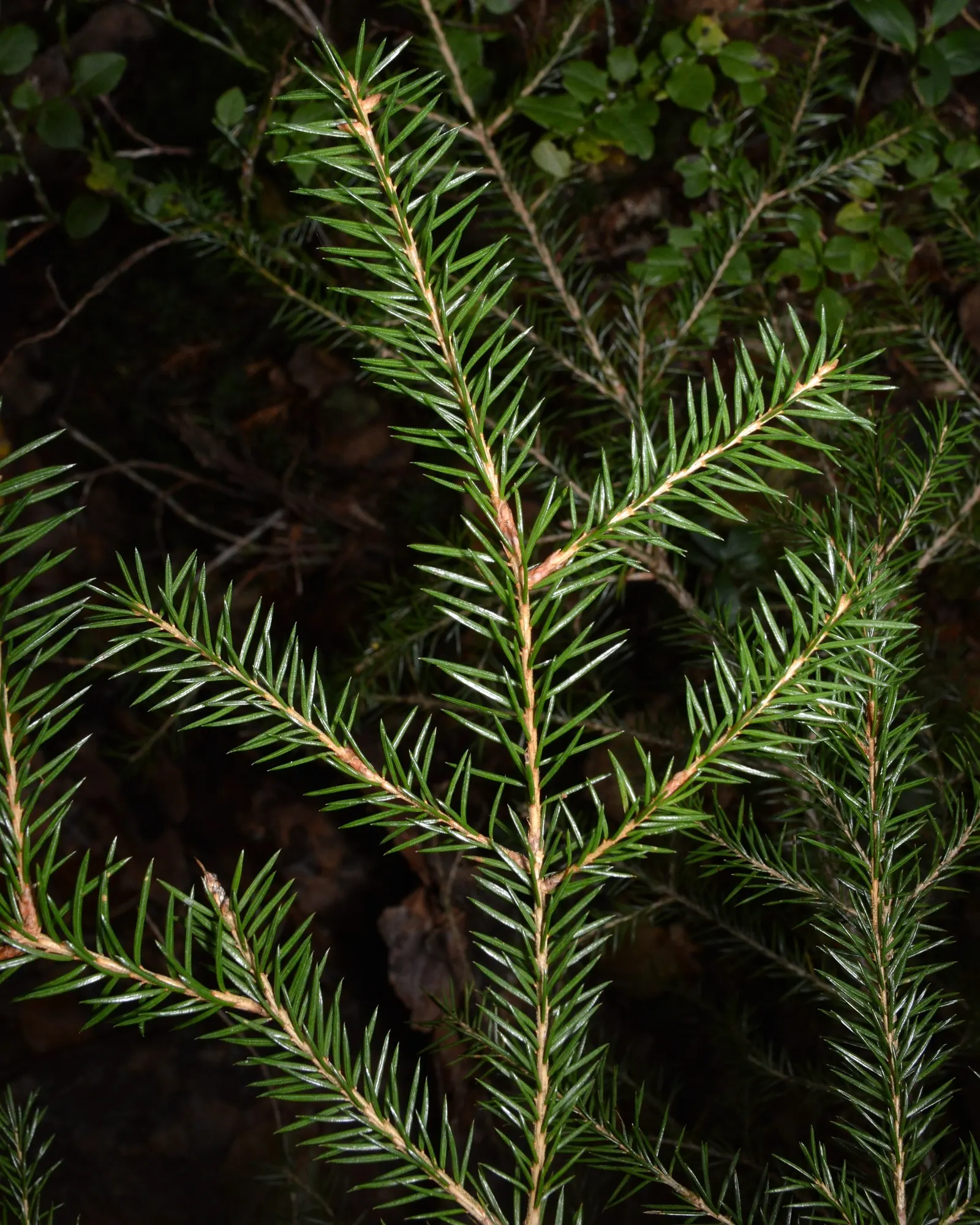 Dwarf Norway Spruce (Picea Abies 'Pumila') — dwarf conifer features rich