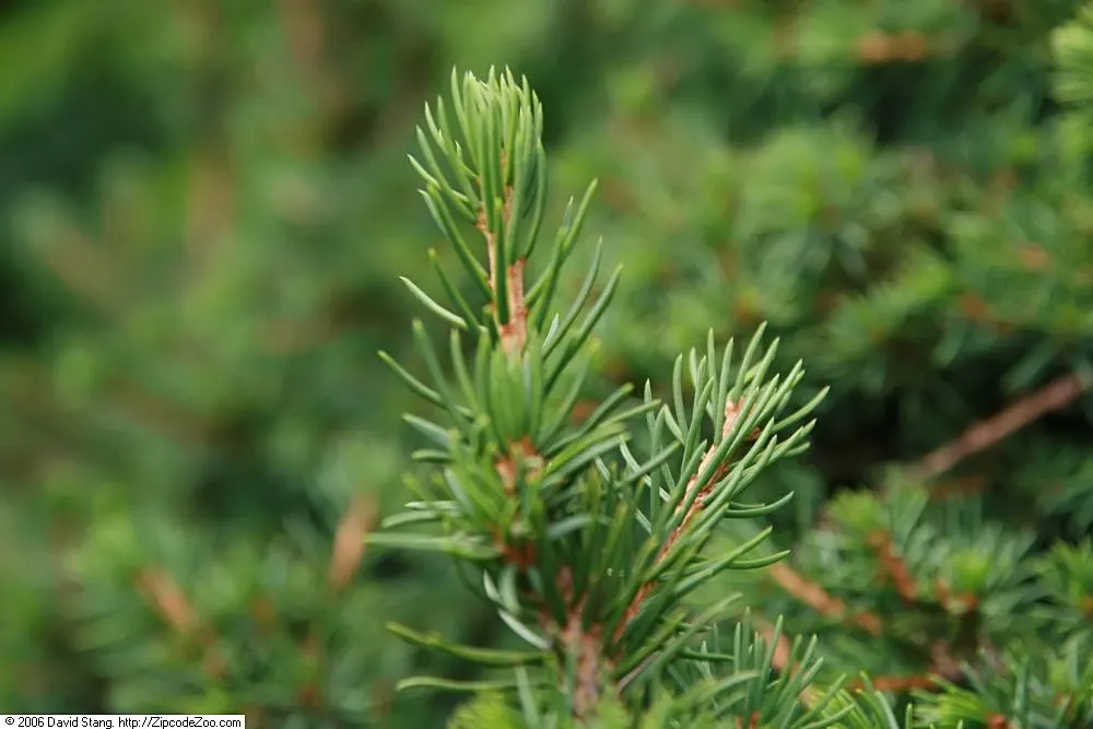 Dwarf Norway Spruce (Picea Abies 'Pumila') — Its dense foliage, composed of short, dark green needles, provides year-round interest; or as part of, image 51