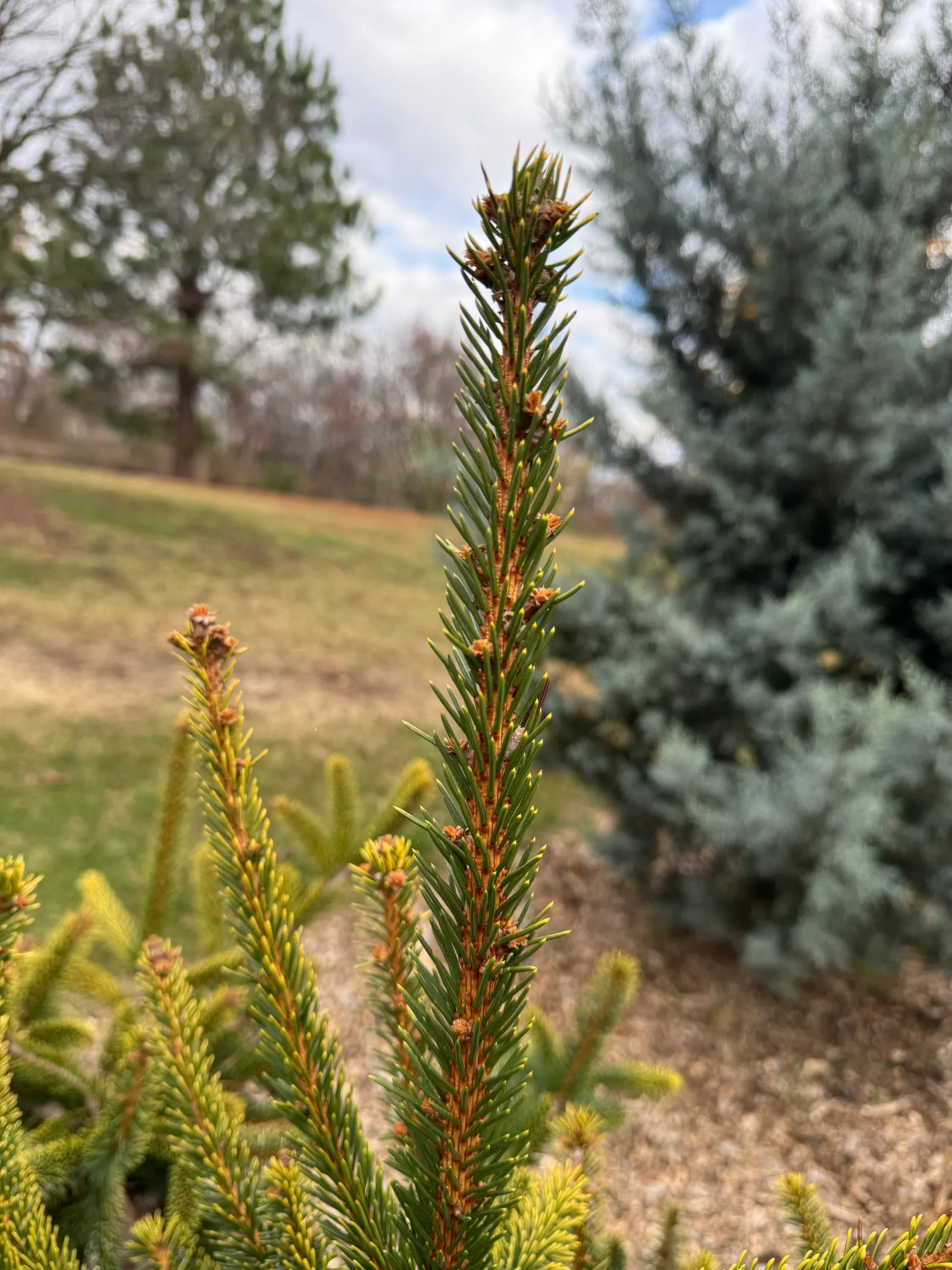 Dwarf Norway Spruce (Picea Abies 'Pumila') — providing a stately and consistent visual anchor in your landscape