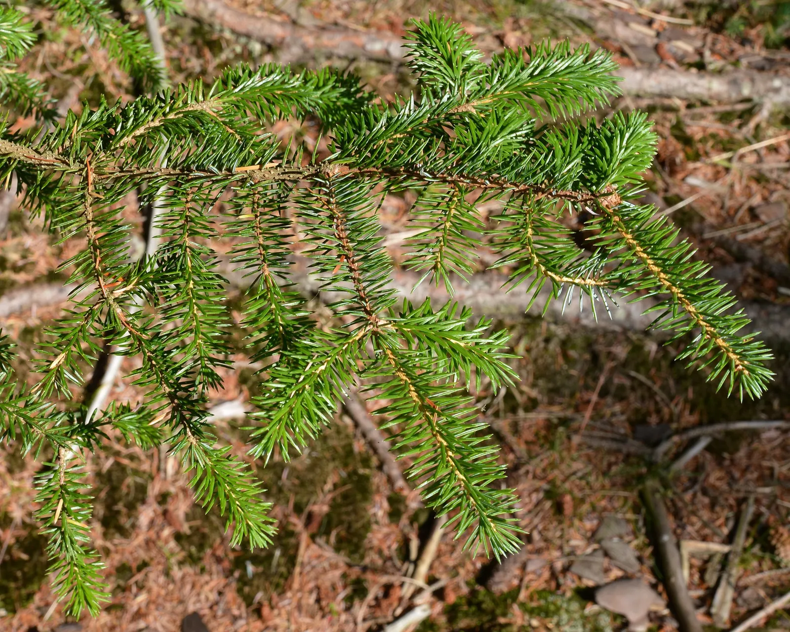 Dwarf Norway Spruce (Picea Abies 'Pumila') — It reaches up to 3-4 feet in height and width at maturity, making it ideal for small gardens; dark, image 50