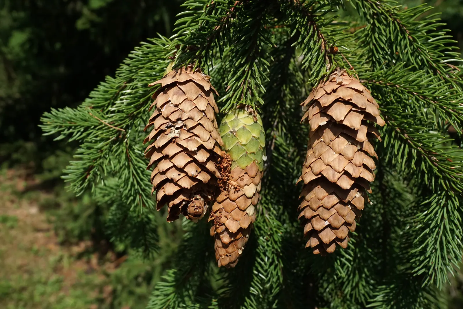Dwarf Norway Spruce (Picea Abies 'Pumila') — scientifically named Picea abies 'Pumila'; with an average growth rate of 1 to 6 inches per year