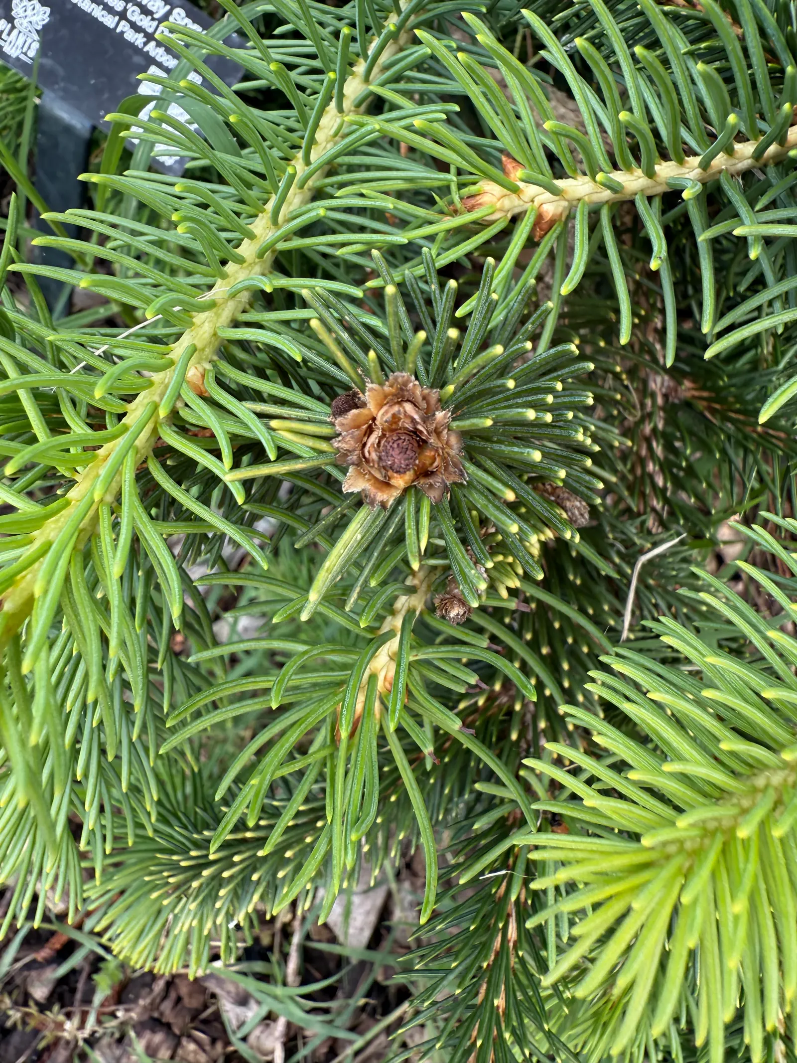 Dwarf Norway Spruce (Picea Abies 'Pumila') — its compact form requires minimal maintenance