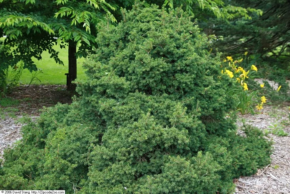 Dwarf Norway Spruce (Picea Abies 'Pumila') — offering low-maintenance appeal for both designers and homeowners; slightly flattened top that exudes, image 53