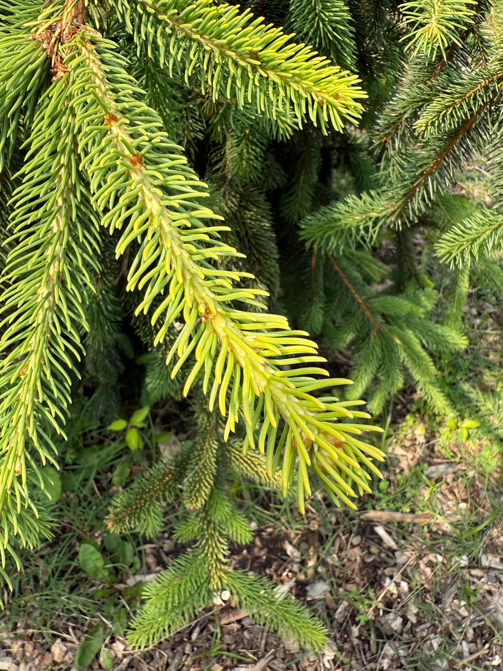 Dwarf Norway Spruce (Picea Abies 'Pumila') — This cultivar typically achieves a mature height of approximately 3-4 feet with a similar spread