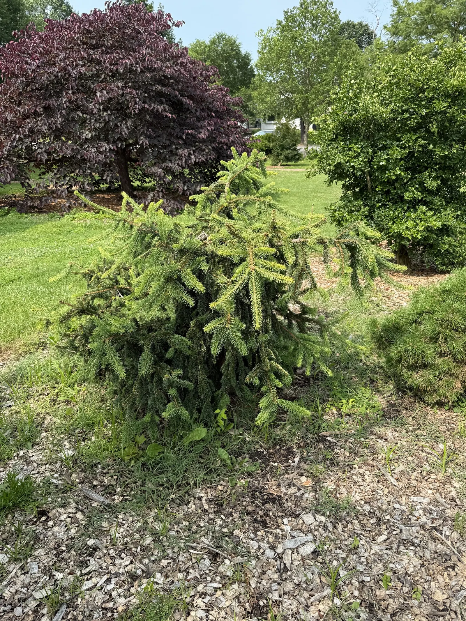 Dwarf Norway Spruce (Picea Abies 'Pumila') — slightly flattened top that exudes hardiness and year-round interest; offering low-maintenance appeal for both