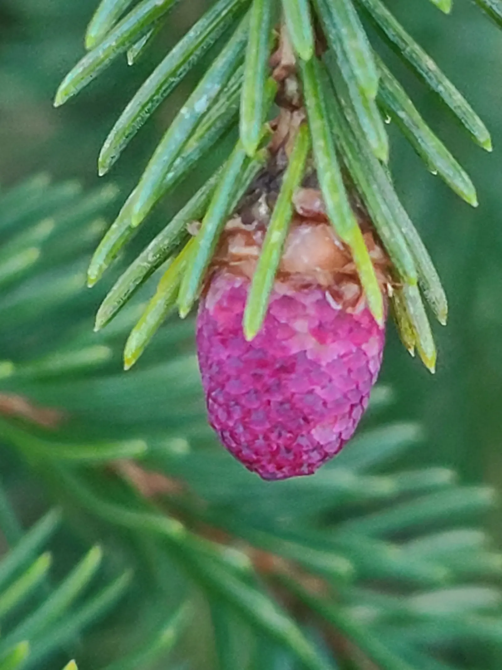 Dwarf Norway Spruce (Picea Abies 'Pumila') — particularly during prolonged dry spells