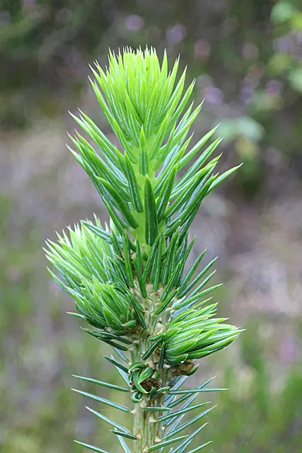 Dwarf Norway Spruce (Picea Abies 'Pumila') — With an average growth rate of 1 to 6 inches per year